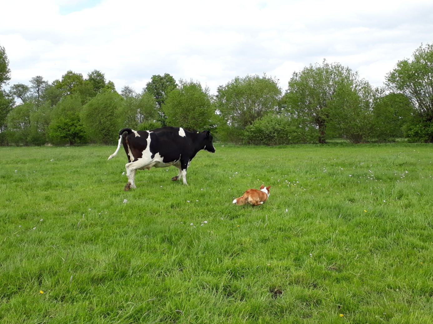 Welsh Corgi Cardigan, Hütehund, Kuh, Milchkuh, Viehtrieb, Vieh, Cattle Dog, Weide, Nora zur Haskenau, Hund, Corgi, Wiese, Gras, Galopp, grün