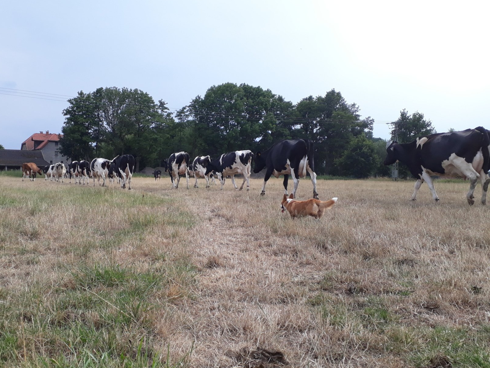 Welsh Corgi Cardigan, Hütehund, Kuh, Milchkuh, Viehtrieb, Vieh, Cattle Dog, Weide, Nora zur Haskenau, Corgi, Hund, Dürre, Gras, Wiese