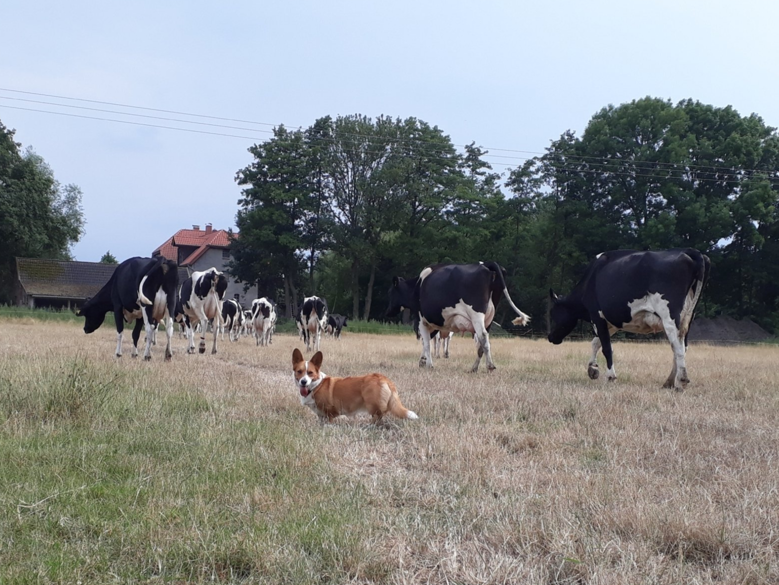 Welsh Corgi Cardigan, Corgi, Hütehund, Kuh, Milchkuh, Viehtrieb, Vieh, Cattle Dog, Weide, Nora zur Haskenau, Corgi, Dürre, Gras, Wiese