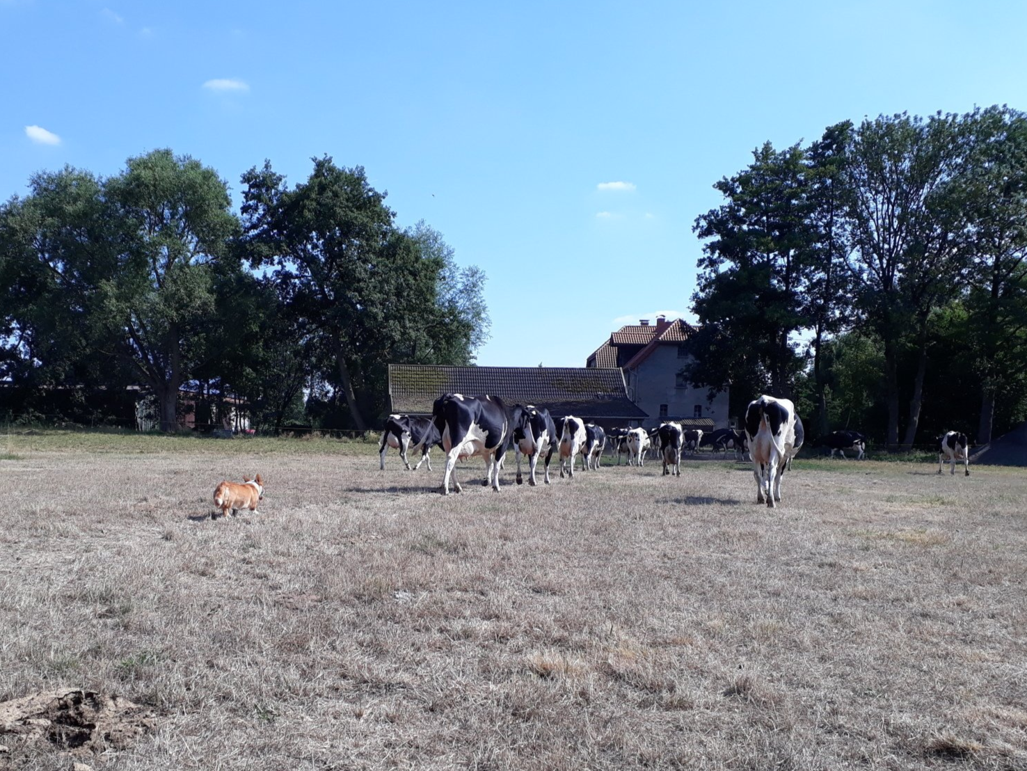 Welsh Corgi Cardigan, Hütehund, Kuh, Milchkuh, Viehtrieb, Vieh, Cattle Dog, Weide, Nora zur Haskenau, Dürre, Gras, Sommer, Hitze, Corgi, Hund, Bärbel