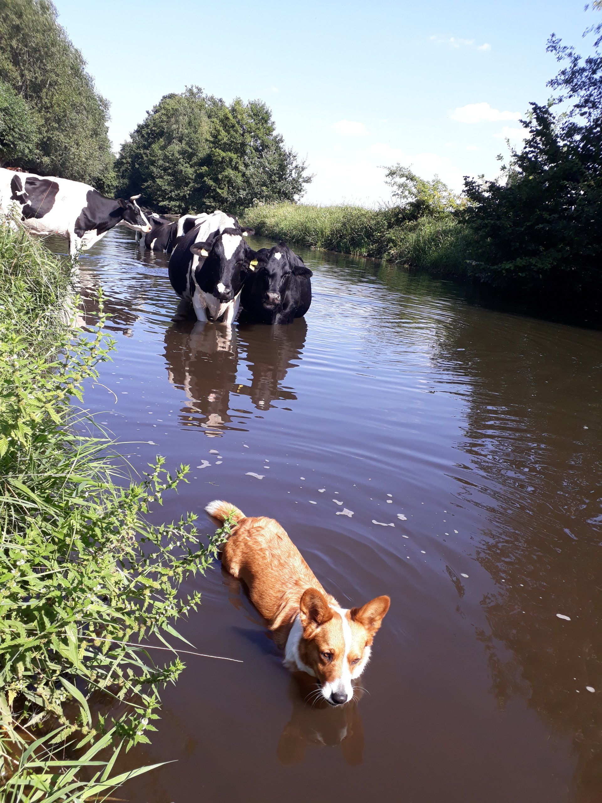 Corgi, Kuh, Fluss, Ems, Wasser, Viehtrieb, Cattle Dog, Hütehund, Welsh Corgi Cardigan, Nora zur Haskenau,
