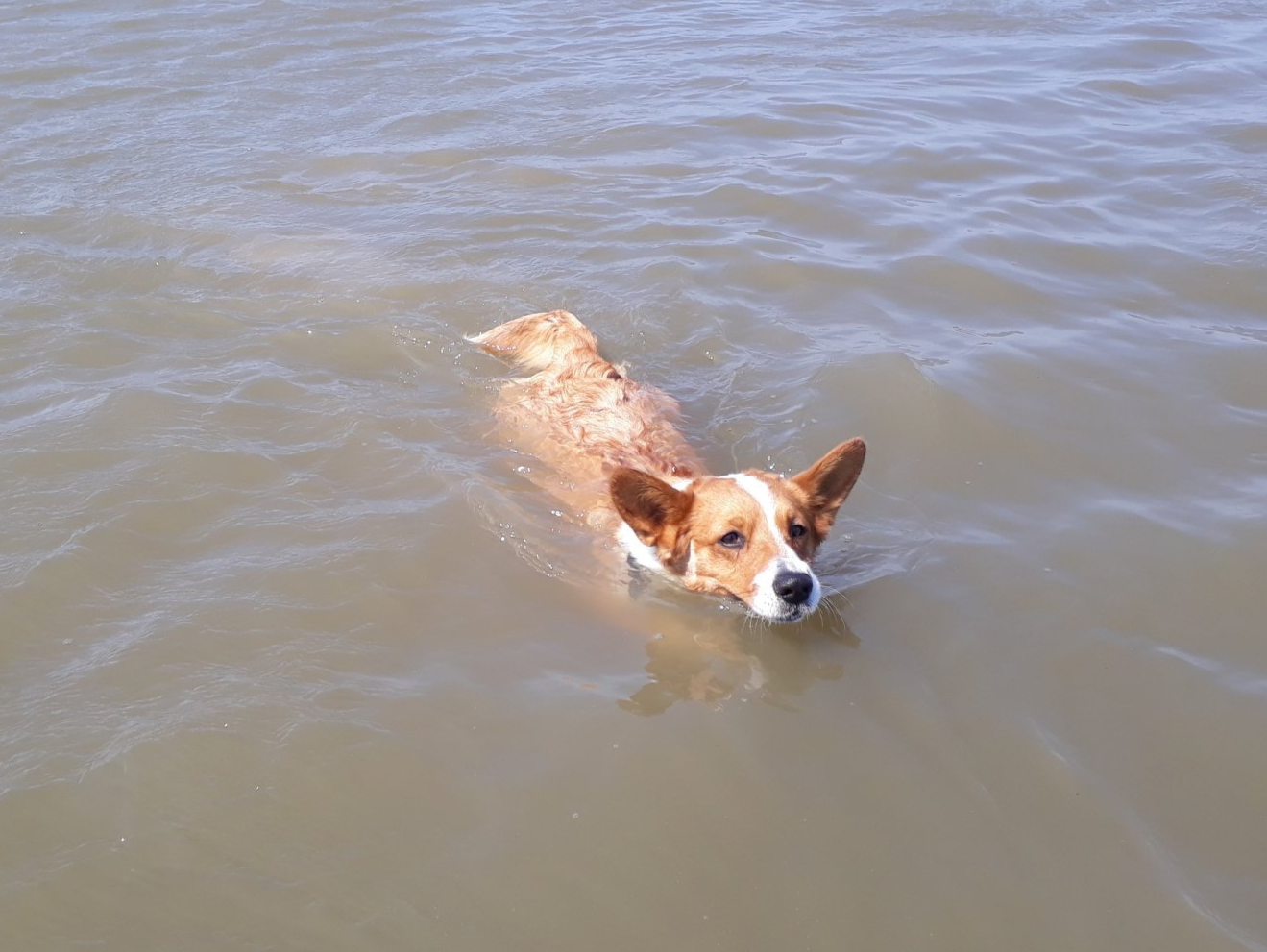 Welsh Corgi Cardigan, Corgi, Lutterquelle, Luttercorgis, Zucht, Züchter, NRW, Welpen, Wasser, Sommer, heiß, Hitze, Bottich, Baden, Schwimmen, Tränke, See, Nordsee, Langeoog