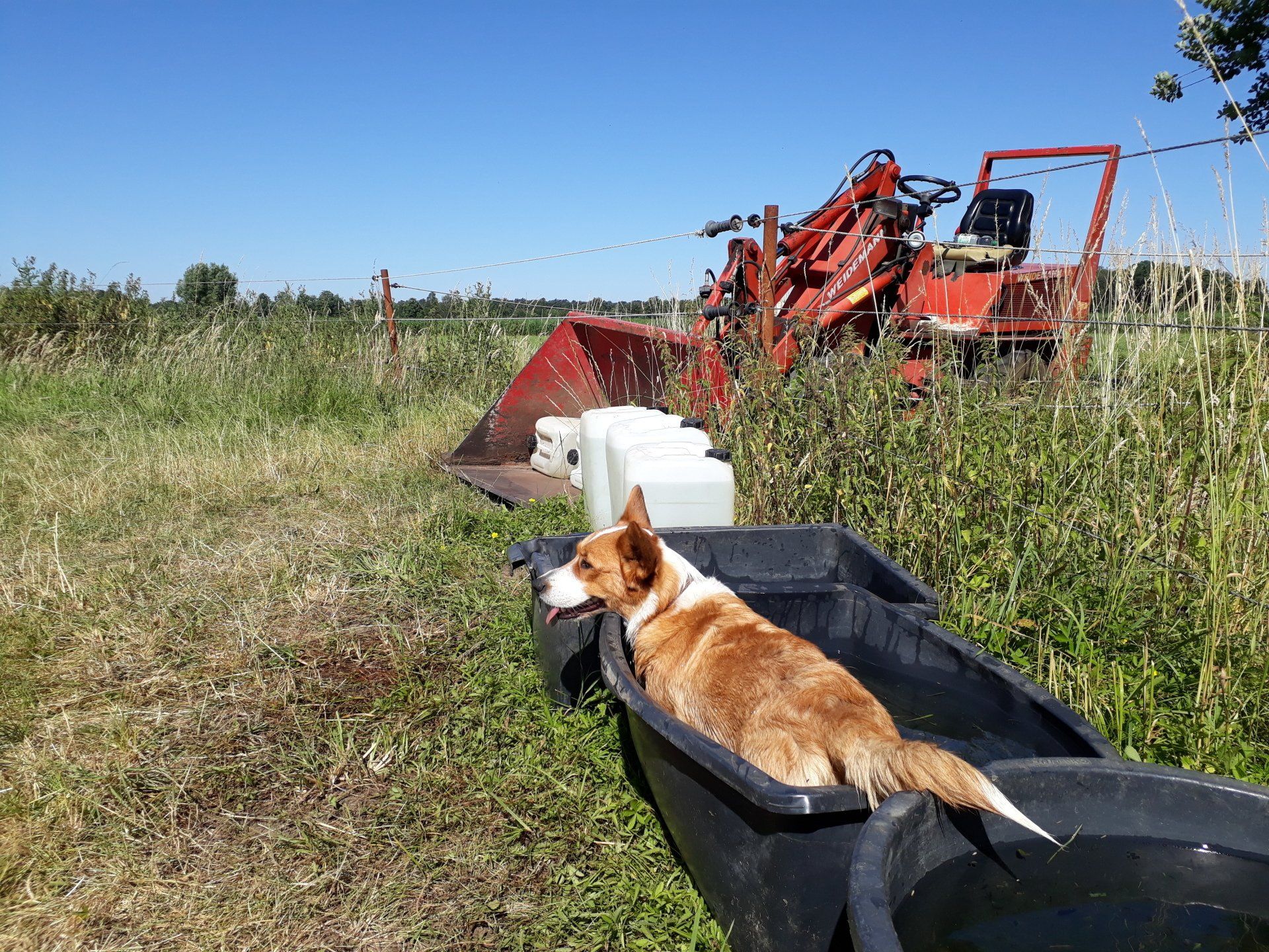 Welsh Corgi Cardigan, Corgi, Lutterquelle, Luttercorgis, Zucht, Züchter, NRW, Welpen, Wasser, Sommer, heiß, Hitze, Bottich, Baden, Schwimmen, Tränke