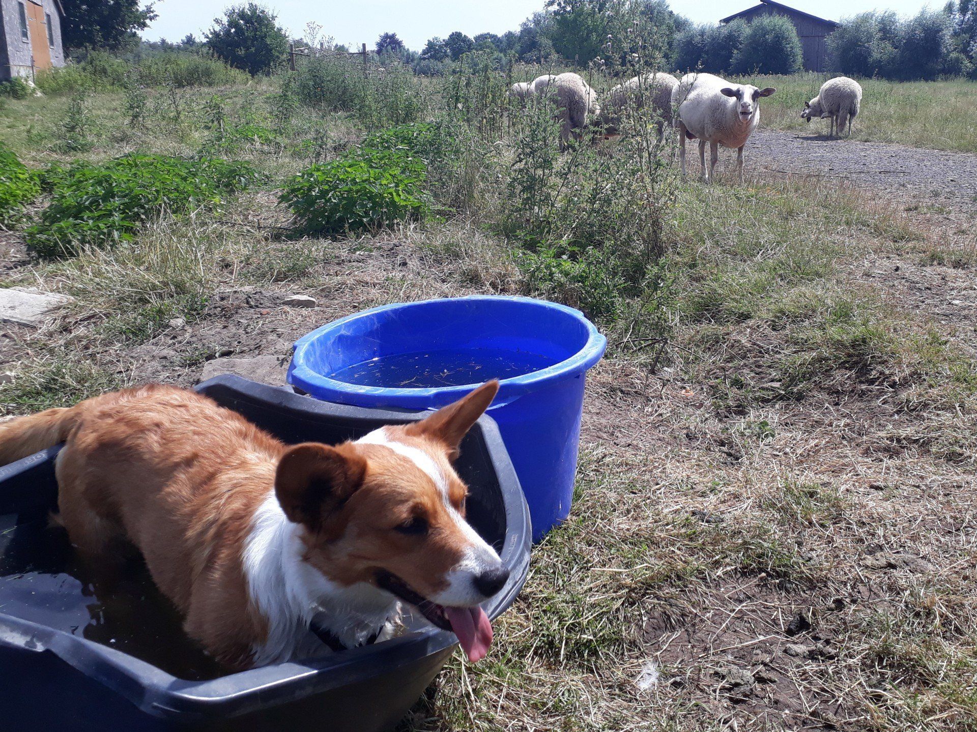 Welsh Corgi Cardigan, Corgi, Lutterquelle, Luttercorgis, Zucht, Züchter, NRW, Welpen, Wasser, Sommer, heiß, Hitze, Bottich, Baden, Schwimmen, Tränke