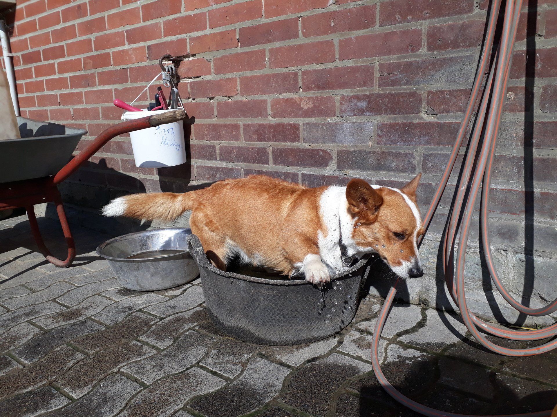 Welsh Corgi Cardigan, Corgi, Lutterquelle, Luttercorgis, Zucht, Züchter, NRW, Welpen, Wasser, Sommer, heiß, Hitze, Bottich, Baden, Schwimmen, Tränke