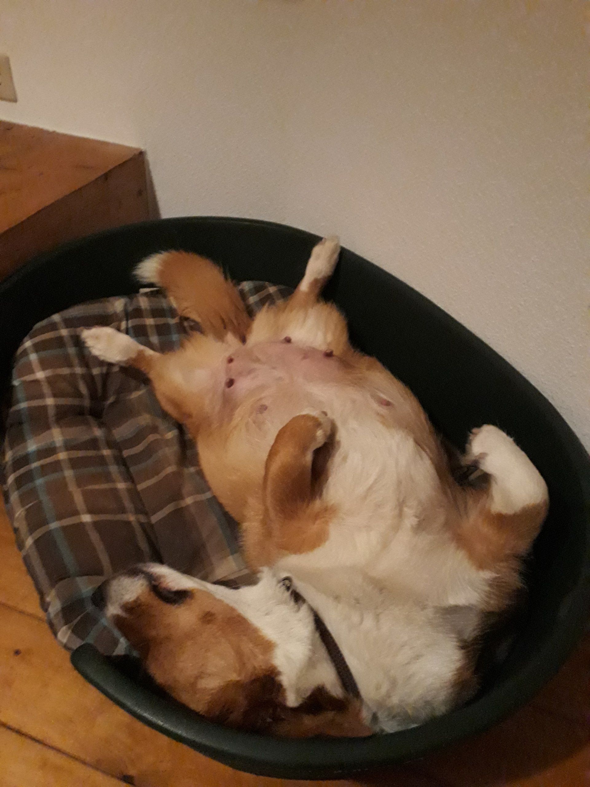 Wlsh Corgi Cardigan schlafen, Rücken Schwanger