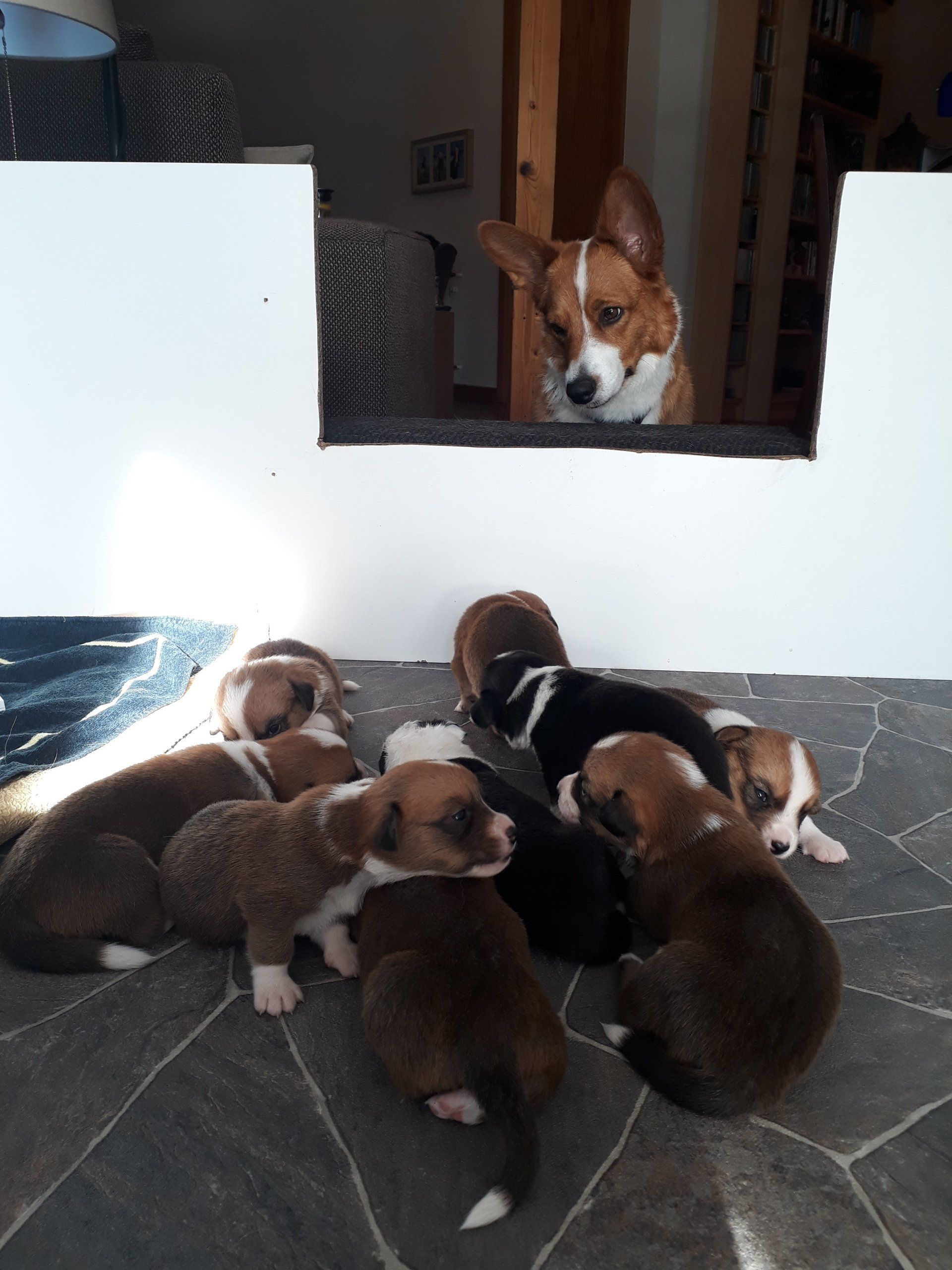 Welsh Corgi Cardigan, Welpen, Puppies, Hund, Zucht, Nachwuchs