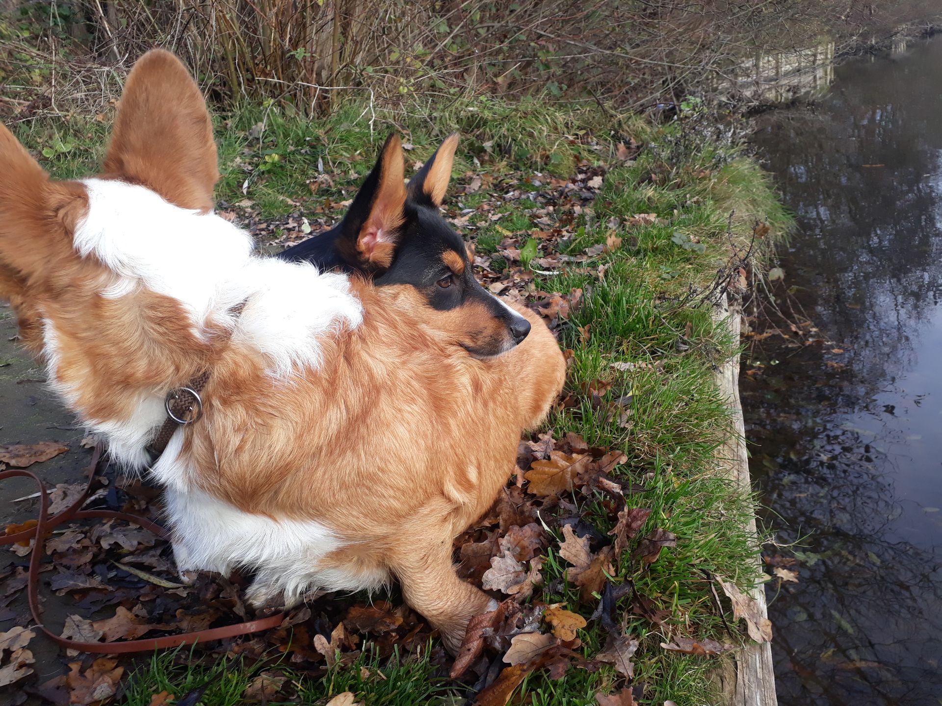 Welsh Corgi Cardigan von der Lutterquelle
