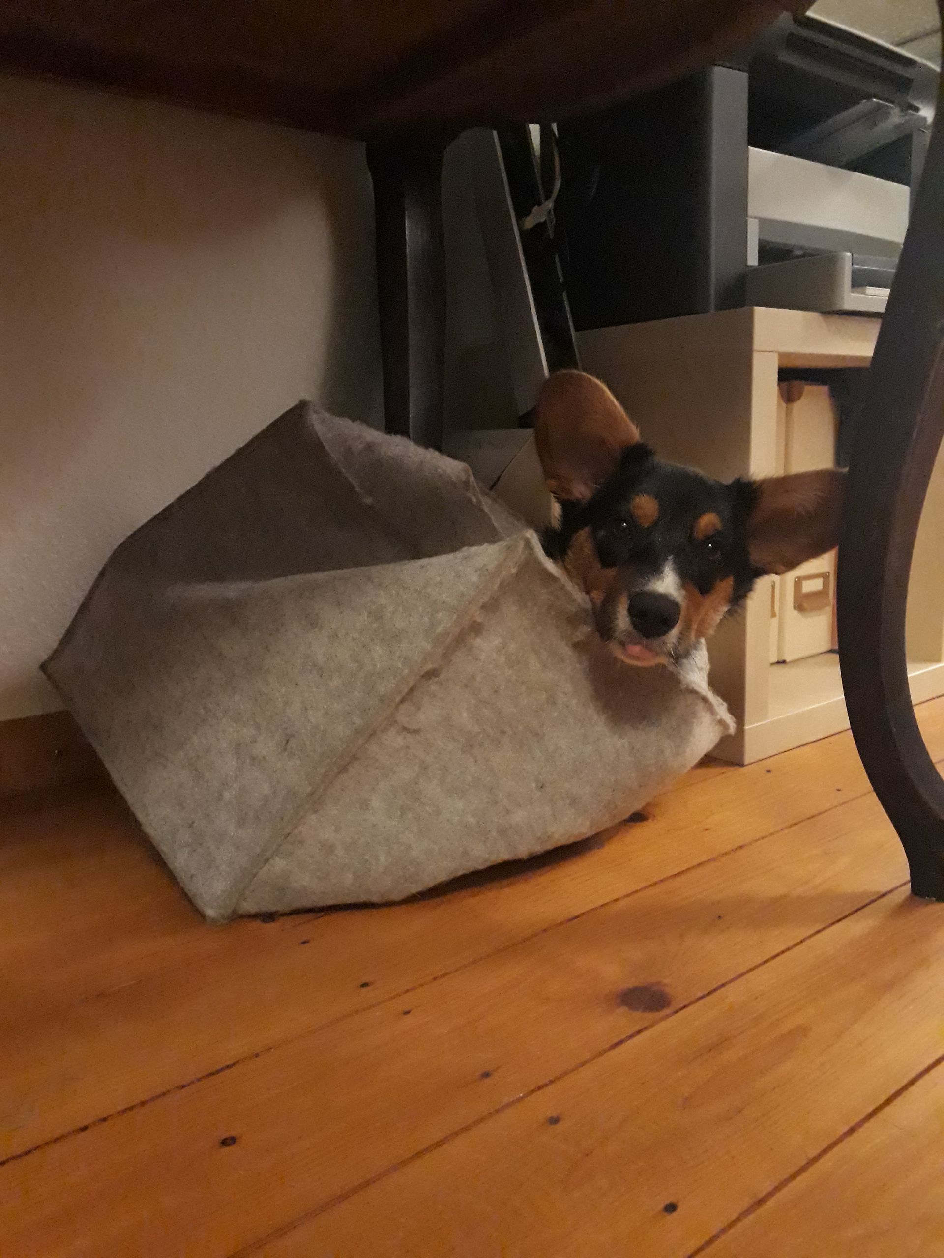 Welsh Corgi Cardigan von der Lutterquelle