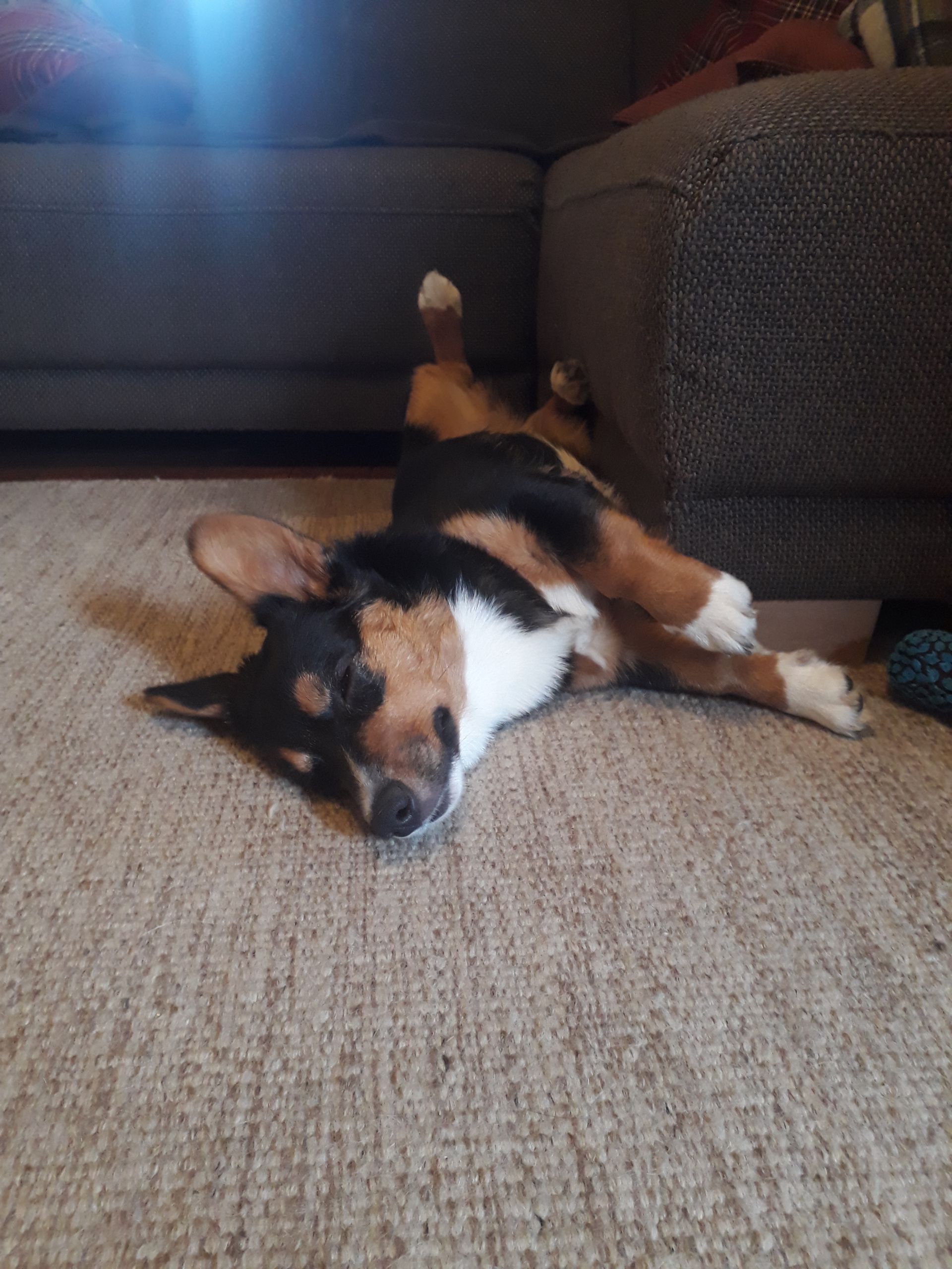 Welsh Corgi Cardigan von der Lutterquelle