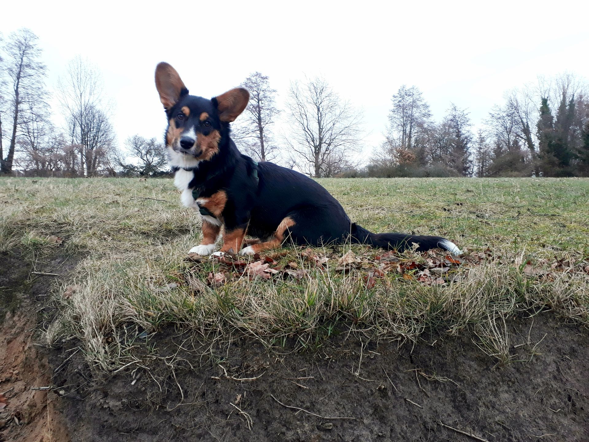 Welsh Corgi Cardigan von der Lutterquelle