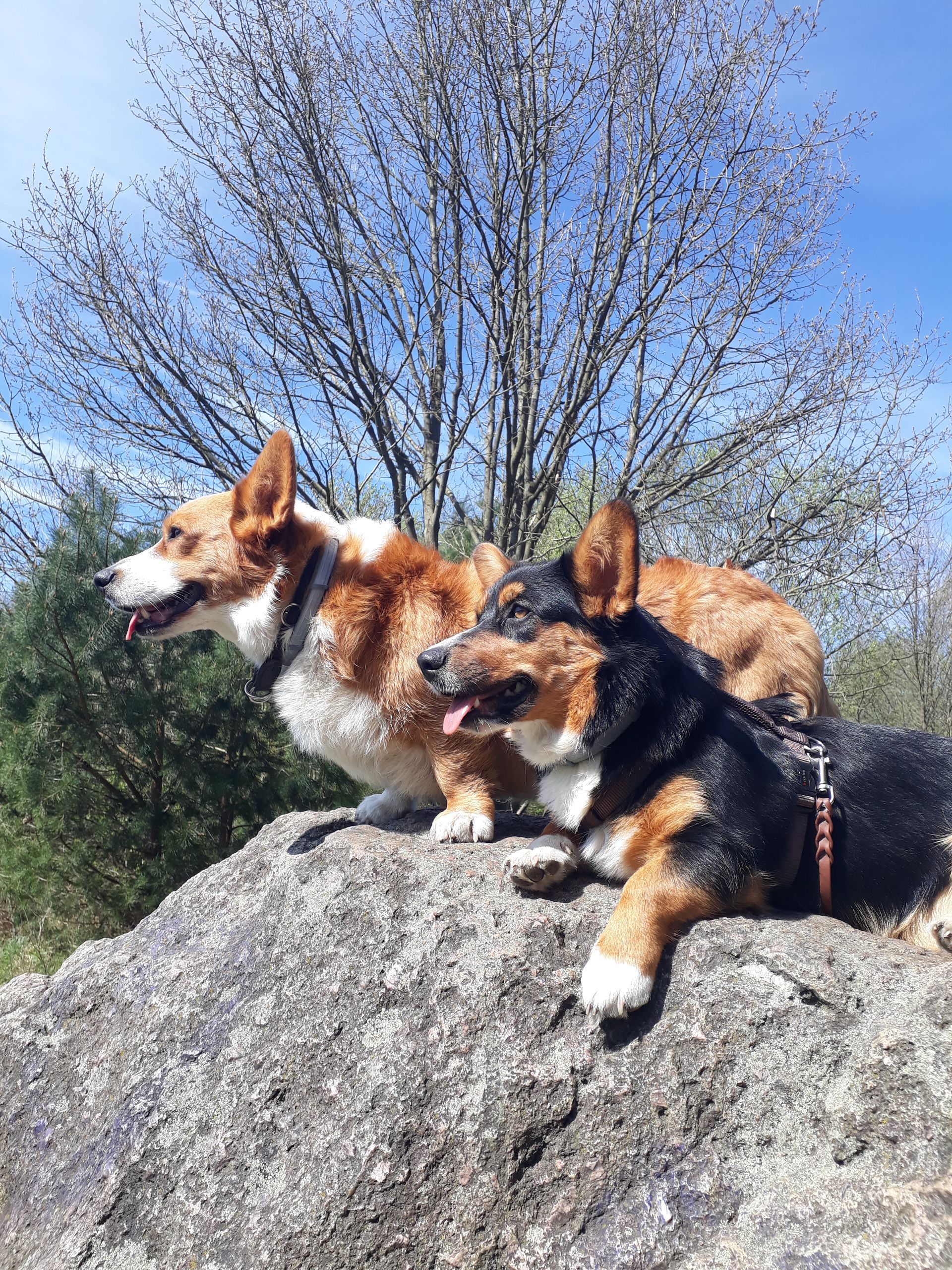Welsh Corgi Cardigan von der Lutterquelle