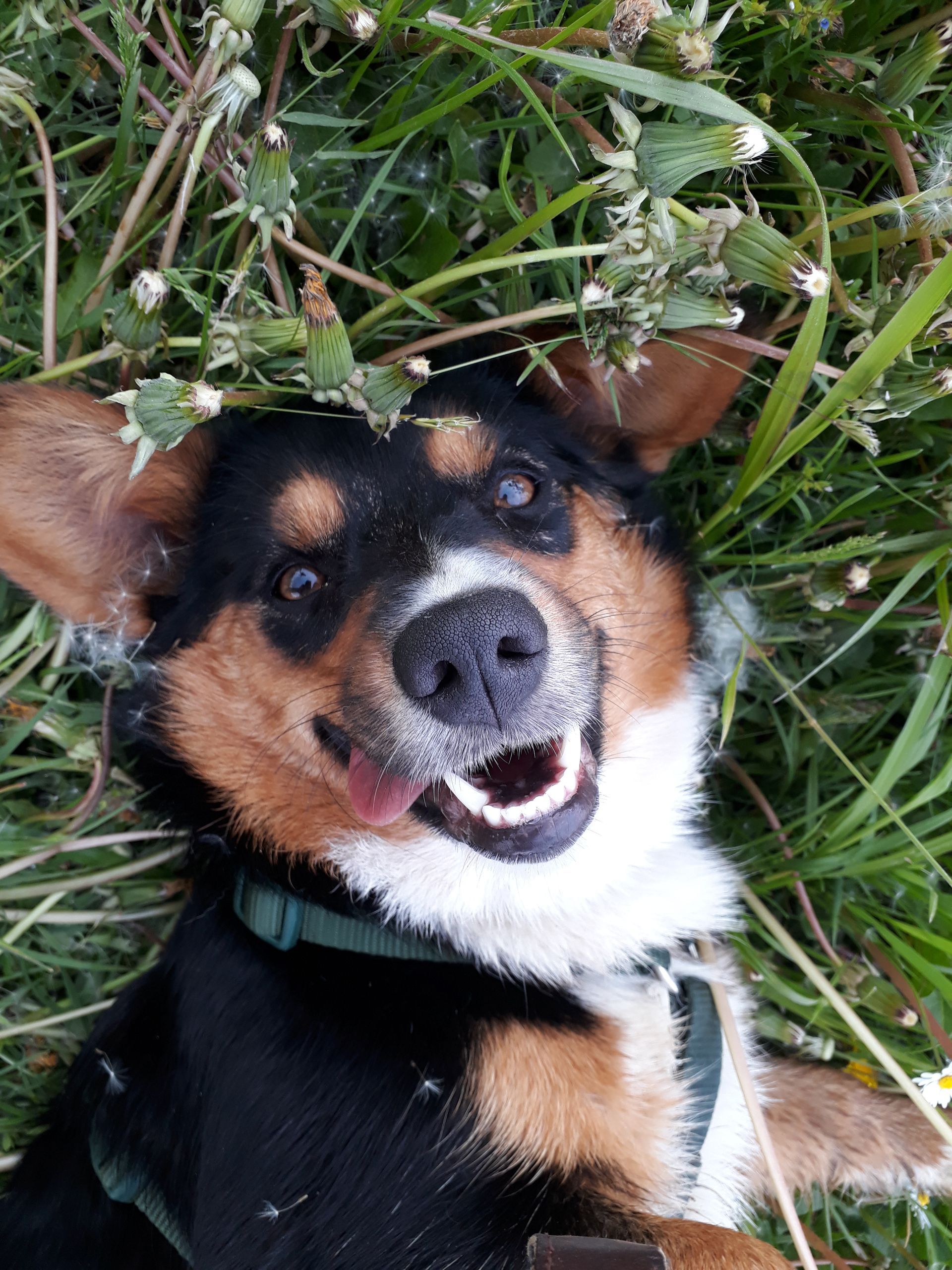 Welsh Corgi Cardigan von der Lutterquelle