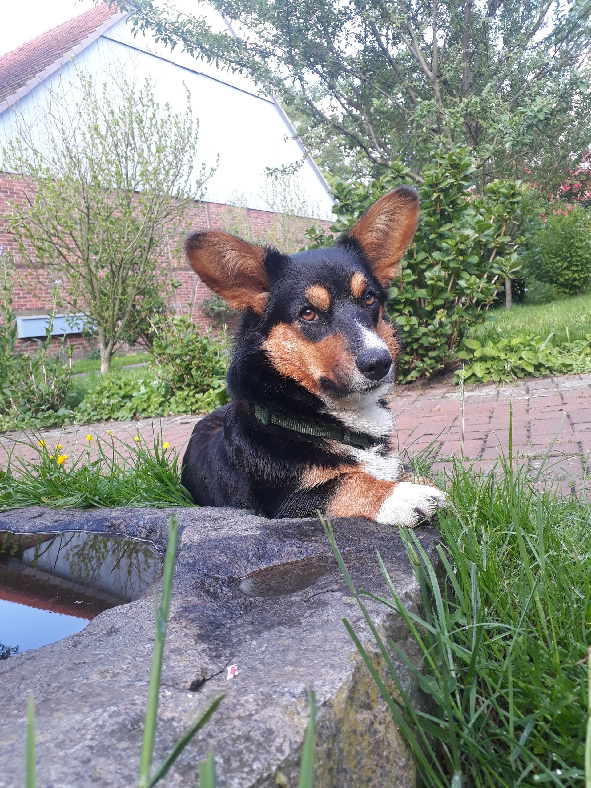 Welsh Corgi Cardigan von der Lutterquelle