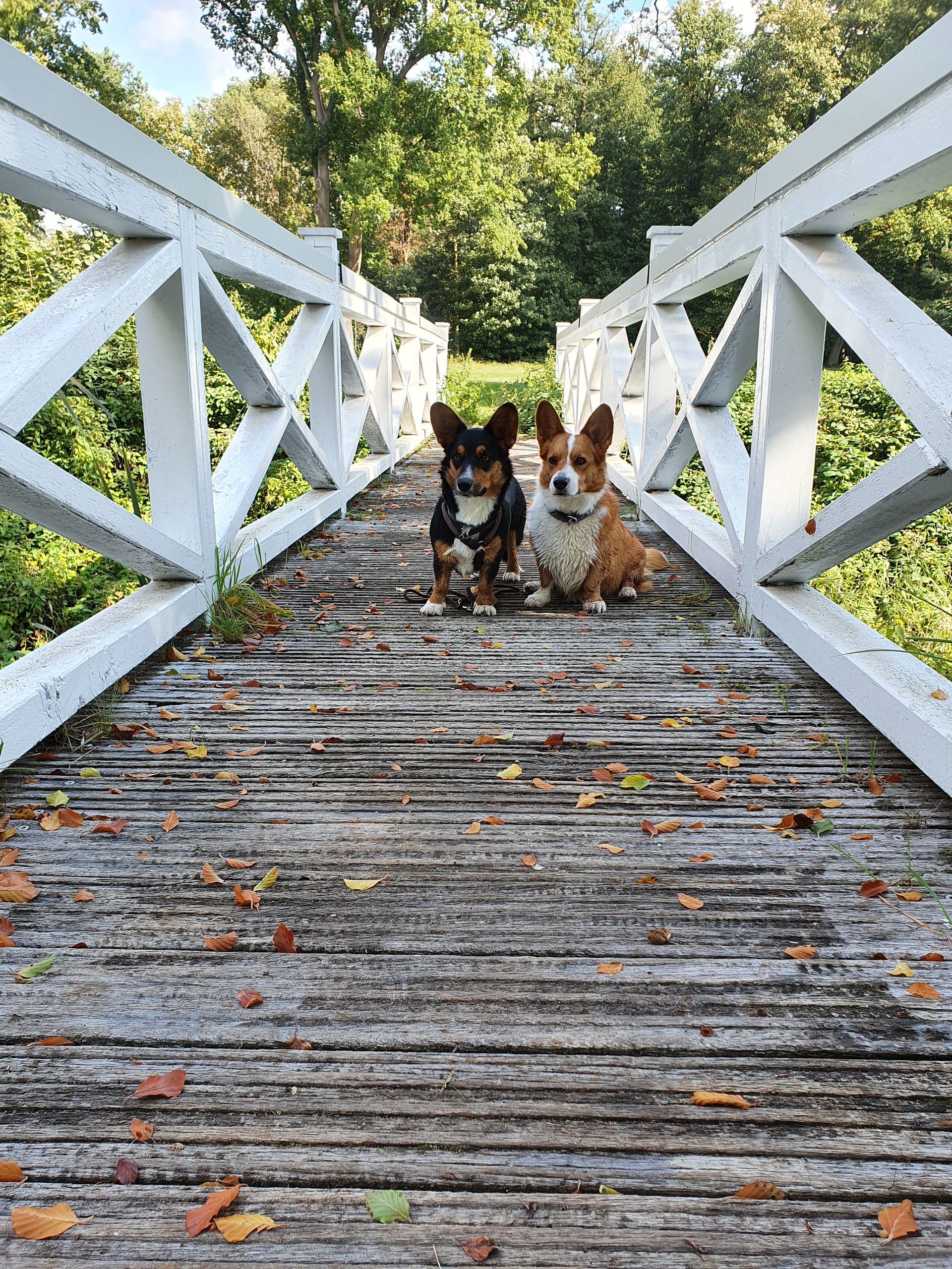 Welsh Corgi Cardigan von der Lutterquelle