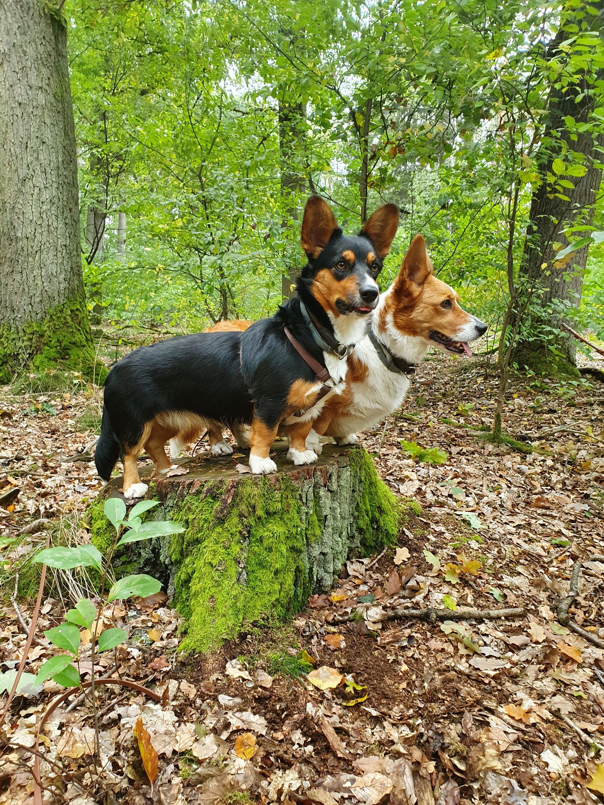 Welsh Corgi Cardigan von der Lutterquelle