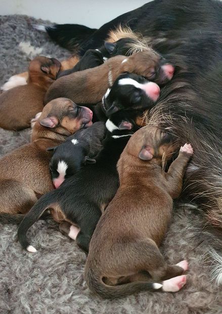 Welsh Corgi Cardigan, Welpen Puppy, Corgi, Corgi-litter, Wurf