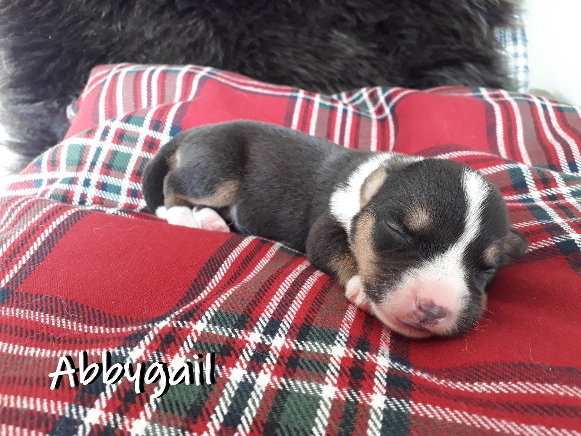 Welsh Corgi Cardigan, Welpen, Puppies, Zucht, von der Lutterquelle