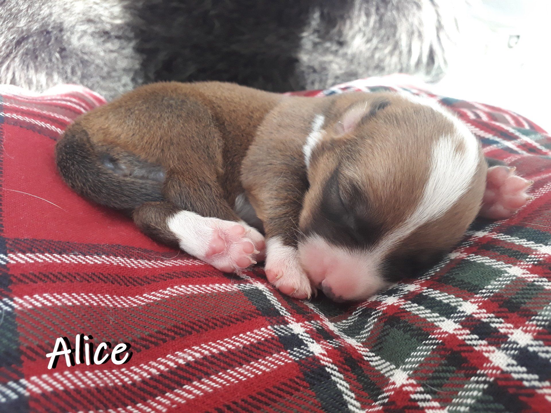 Welsh Corgi Cardigan, Welpen, Puppies, Zucht, von der Lutterquelle