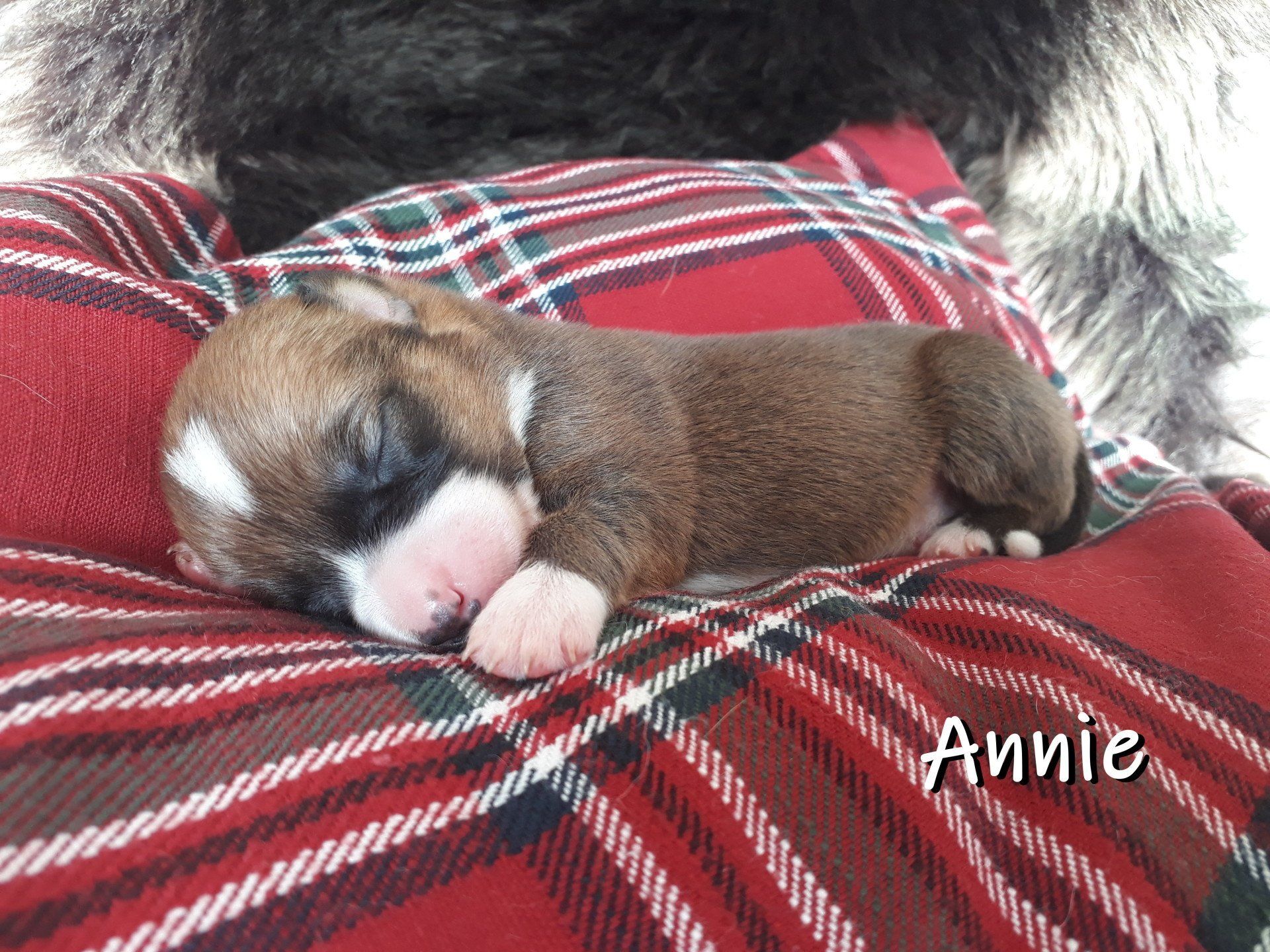 Welsh Corgi Cardigan, Welpen, Puppies, Zucht, von der Lutterquelle