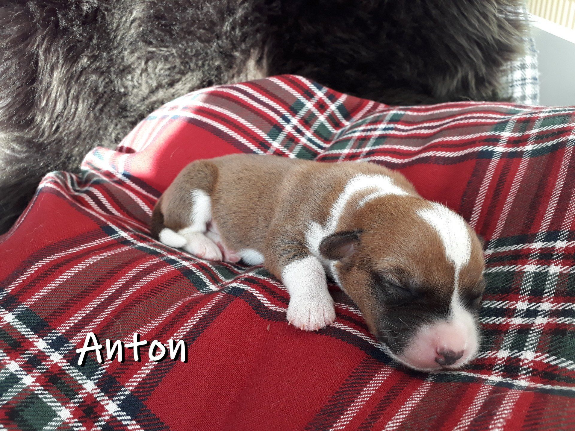 Welsh Corgi Cardigan, Welpen, Puppies, Zucht, von der Lutterquelle