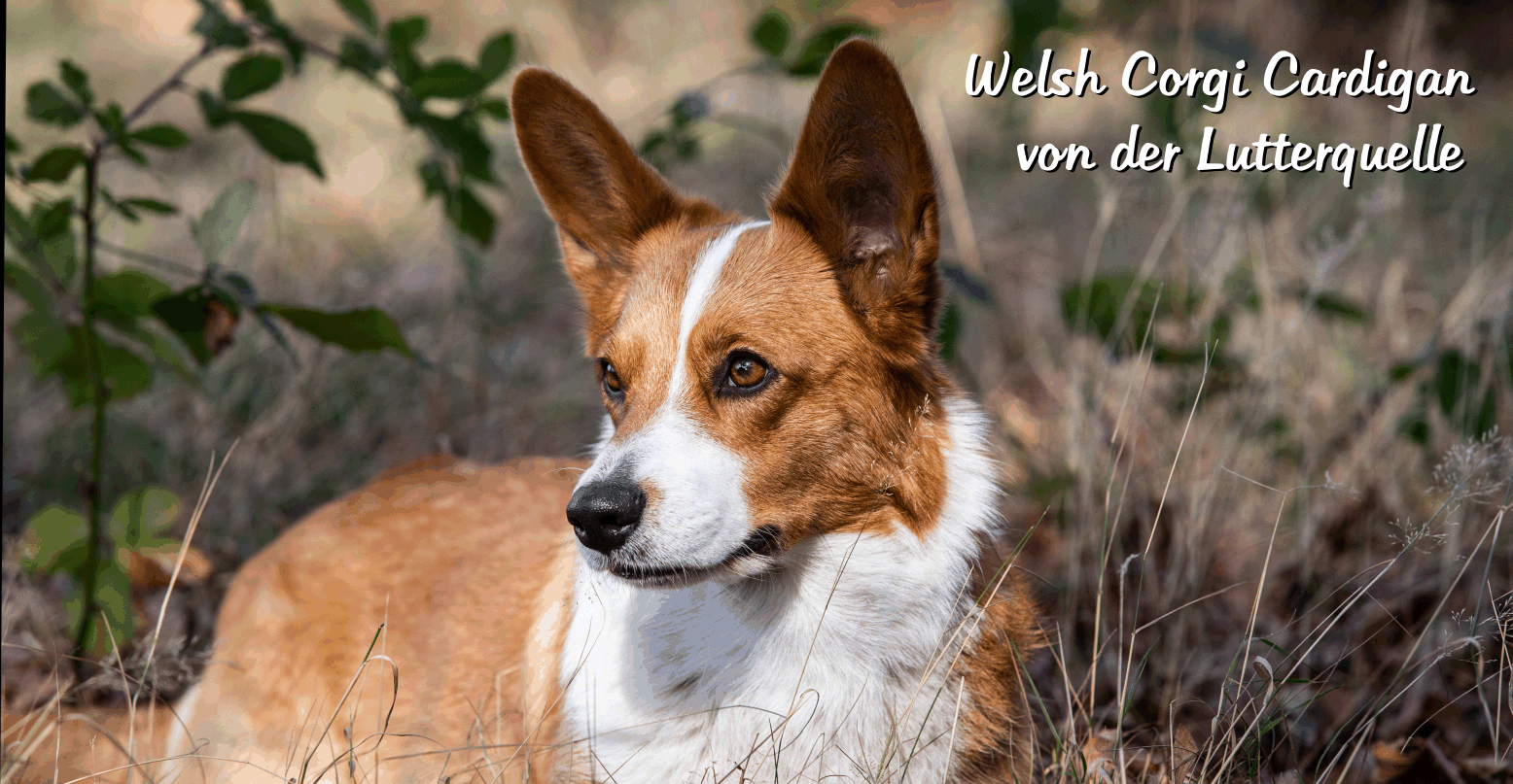 Welsh Corgi Cardigan, Corgi, Nora zur Haskenau, Lutterquelle, Hund, Zucht, Züchter, NRW, Tichelmann
