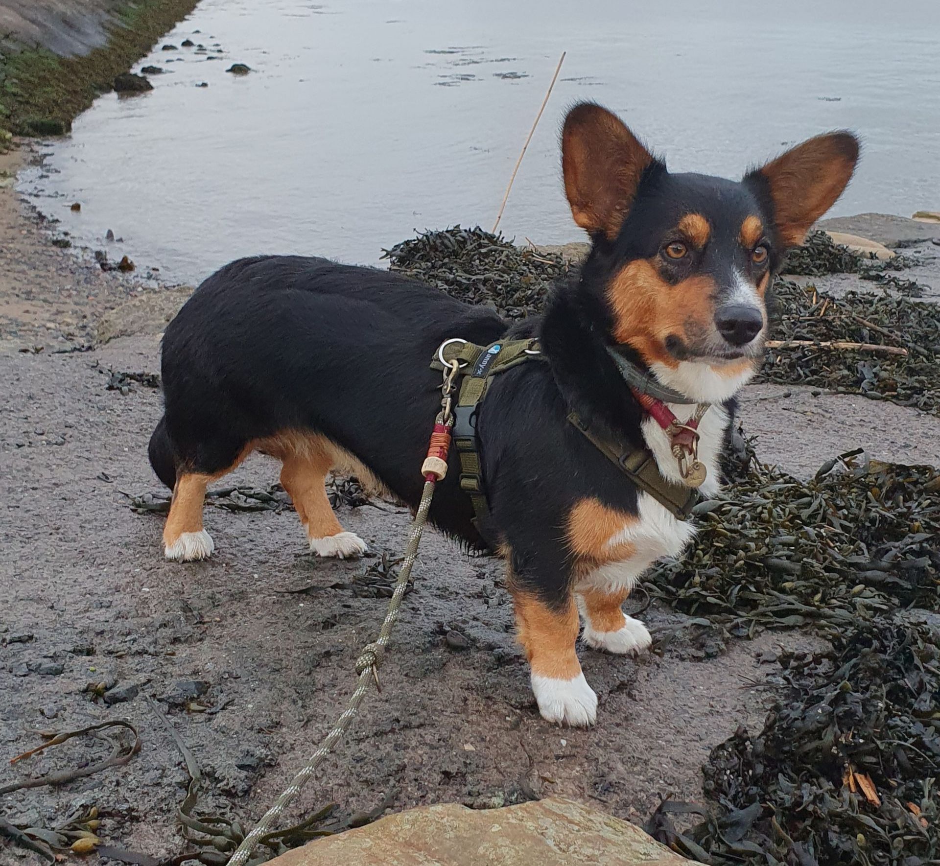 Nora zur Haskenau Welsh Corgi Cardigan, Nora zur Haskenau, Corgi, Zucht, Züchter, NRW, Bärbel