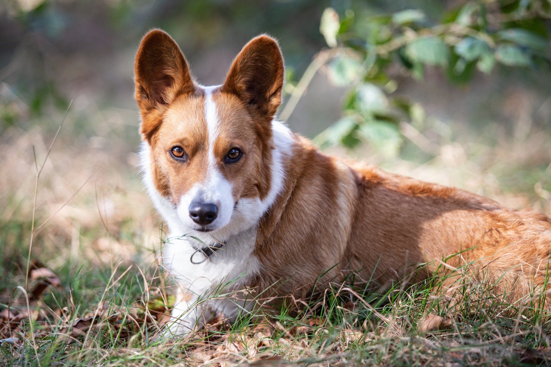 Welsh Corgi Cardigan, Nora zur Haskenau, Corgi, Natur, Portrait, Fuchs, Zucht, Züchter NRW
