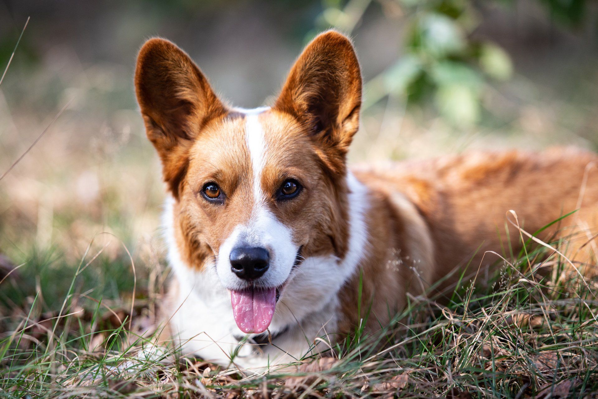 Welsh Corgi Cardigan, Nora zur Haskenau, Corgi, Natur, Portrait, Kopf