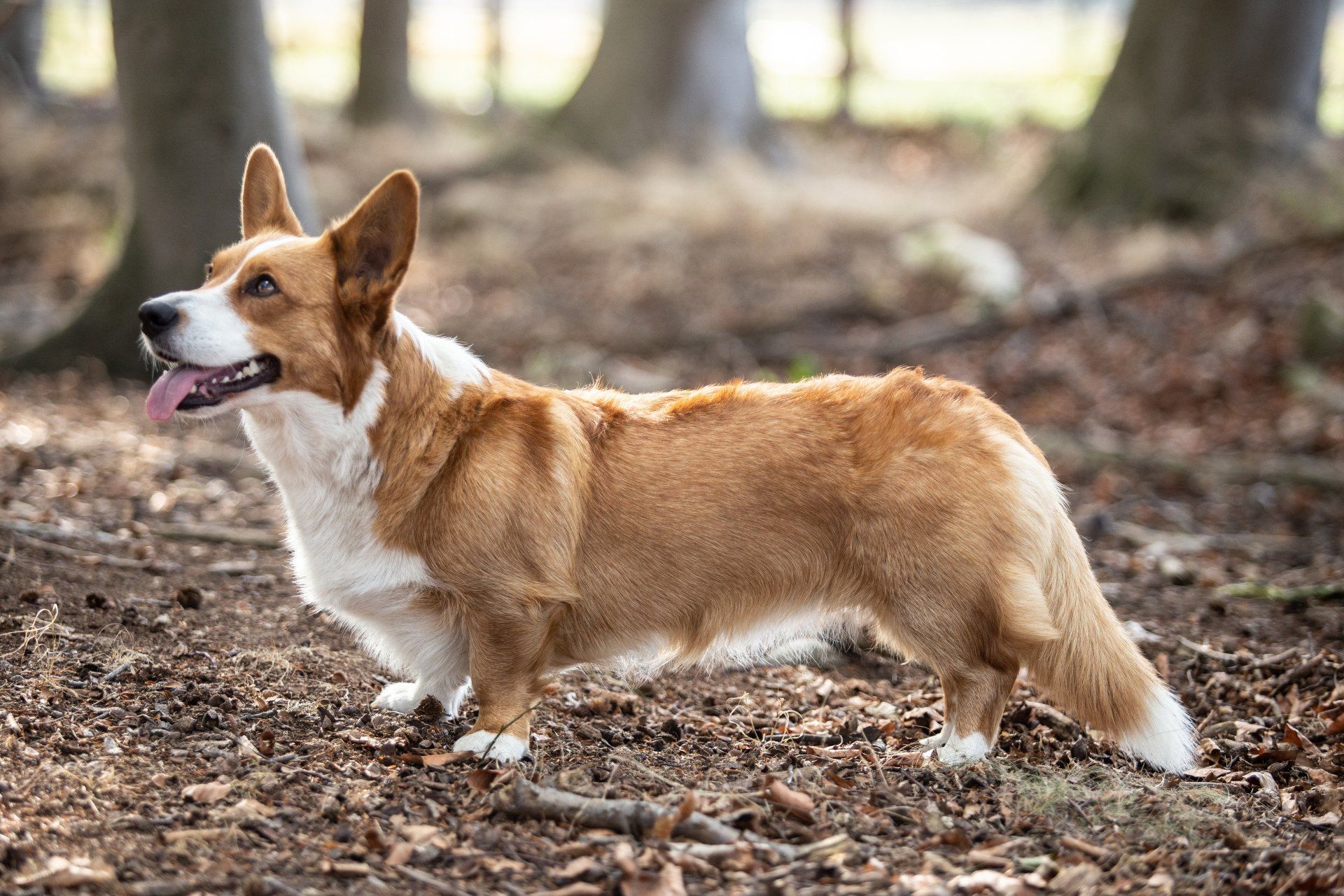 Welsh Corgi Cardigan, Corgi, Zucht, Züchter, NRW, rot, Welpen, Nora zur Haskenau,