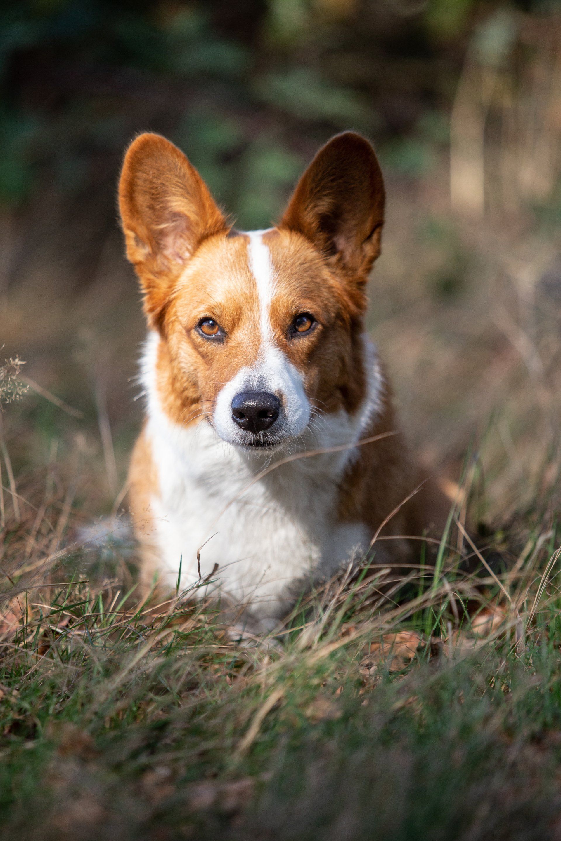 Welsh Corgi Cardigan, Nora zur Haskenau, Natur, Portrait, Fuchs, Corgi, Bärbel
