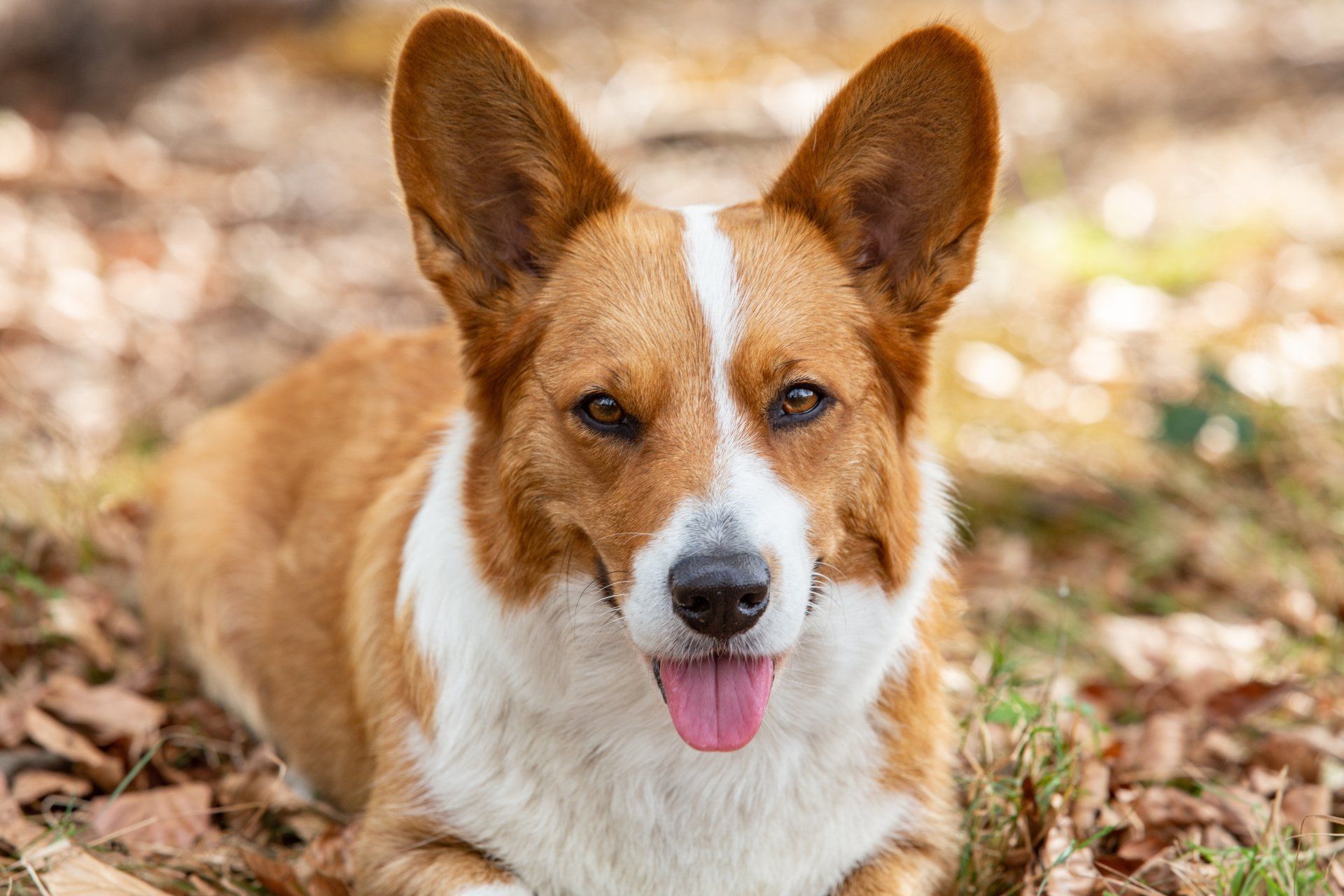 Welsh Corgi Cardigan, Nora zur Haskenau, Corgi, Natur, Kopf, Portrait, Herbst, Hund, Zucht, Züchter, NRW