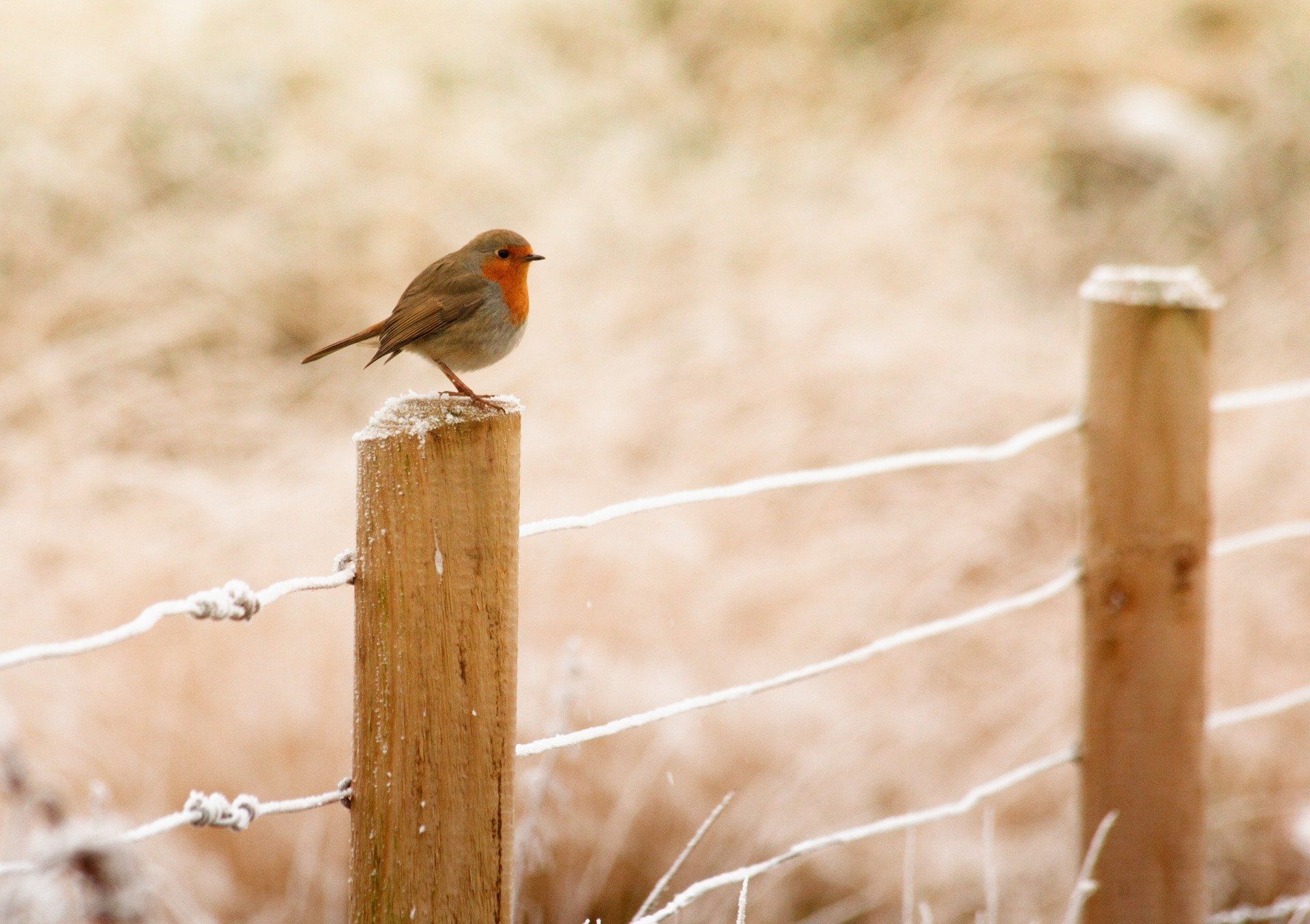 Sollen wir unsere heimischen Vögel im Winter füttern?