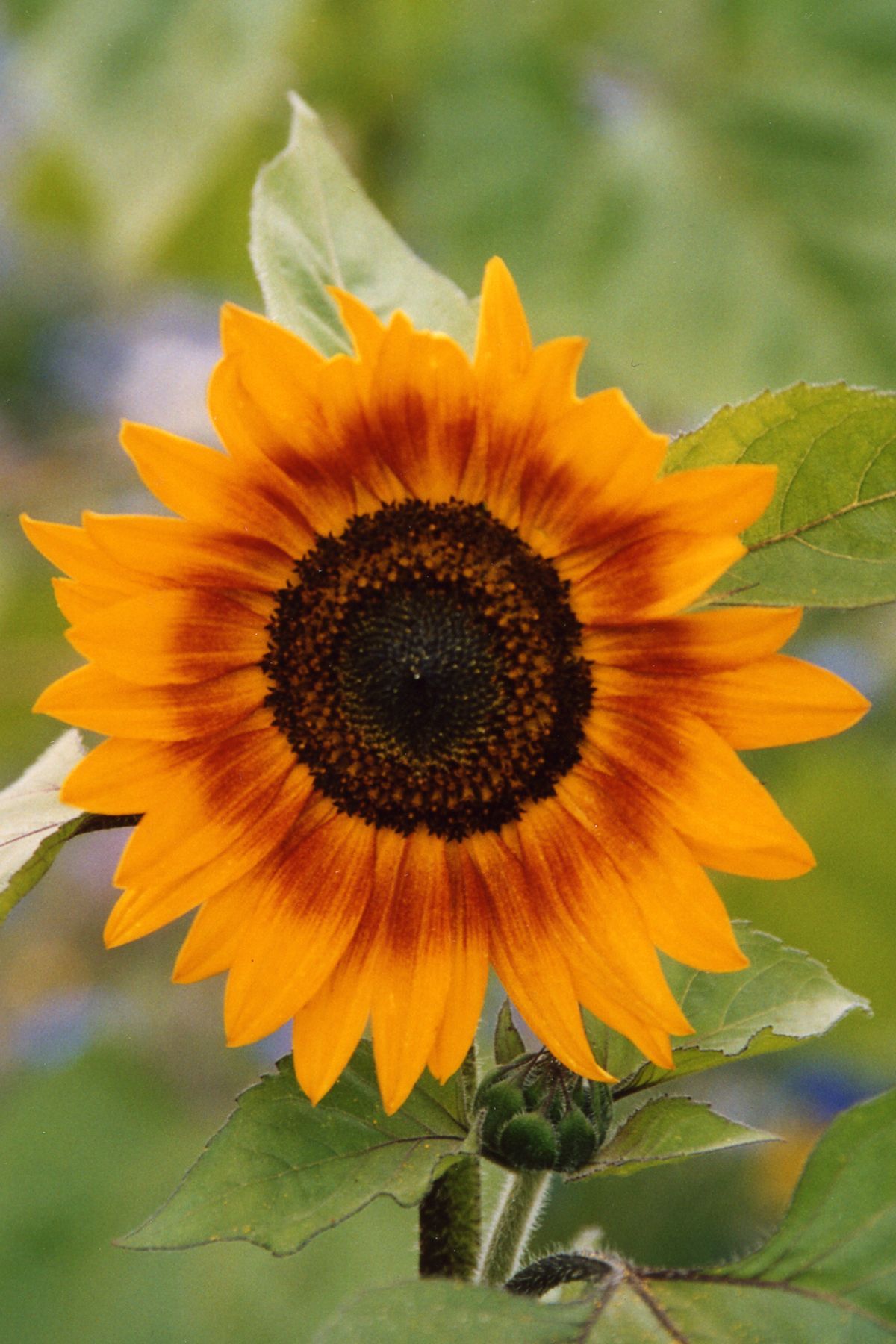 Sonnenblume Sonnenblume
