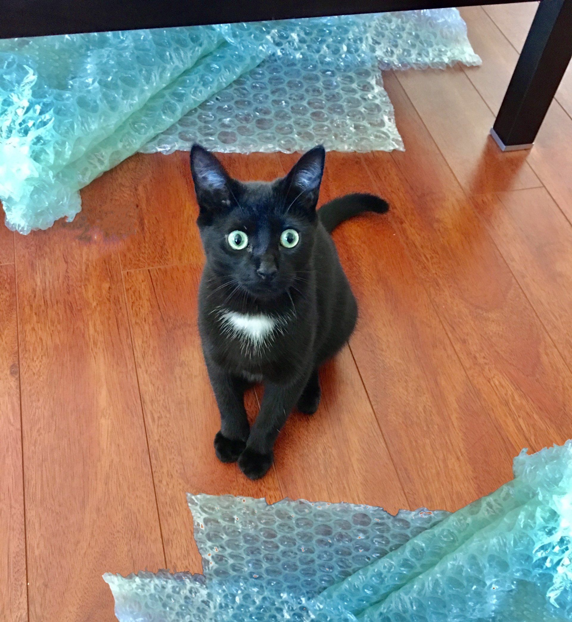 Tuxedo Cat We Like To Move It