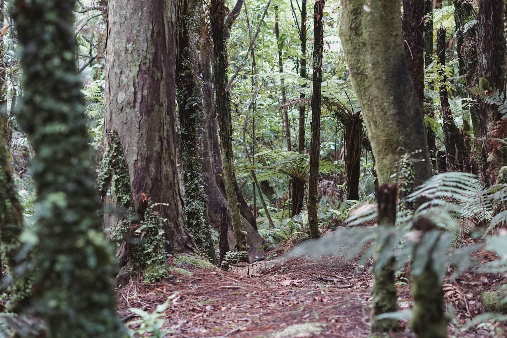 Maple canyon trail