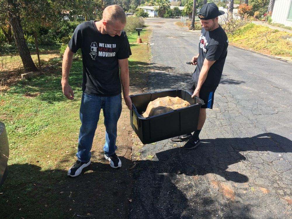 transporting/ moving a turtle