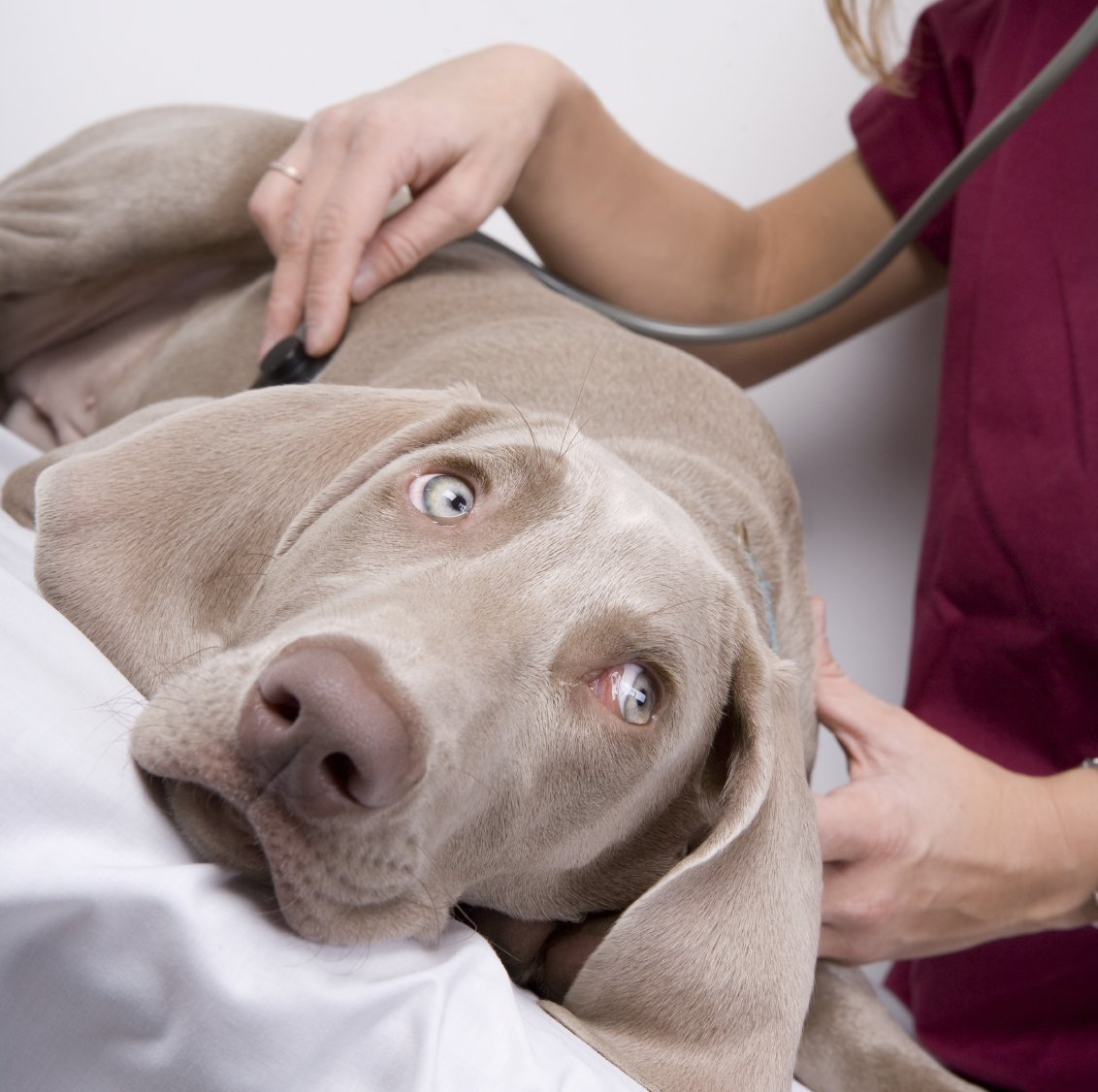 Acupuntura Veterinaria en consultorio veterinario Lajares