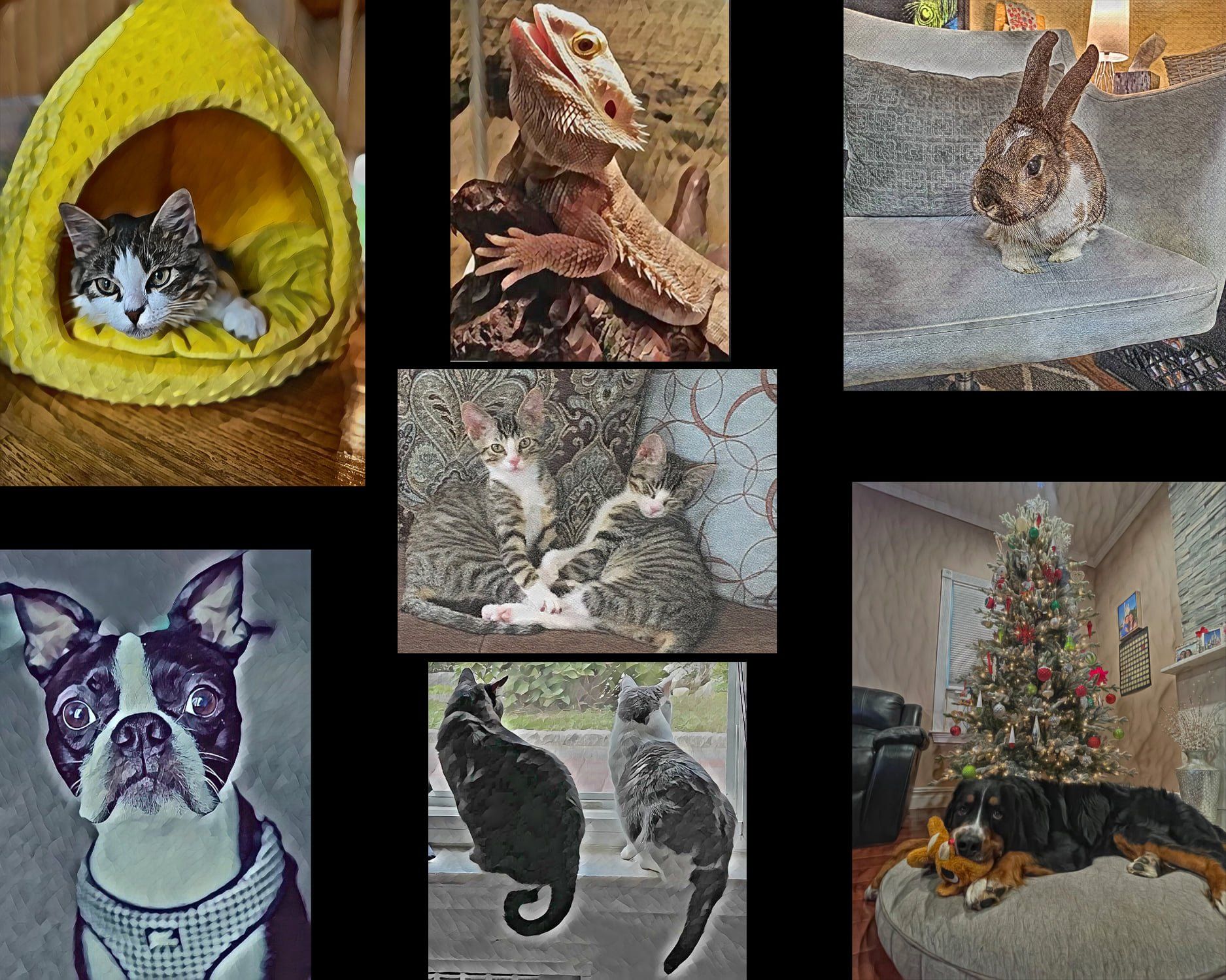 A compilation of animal photos.