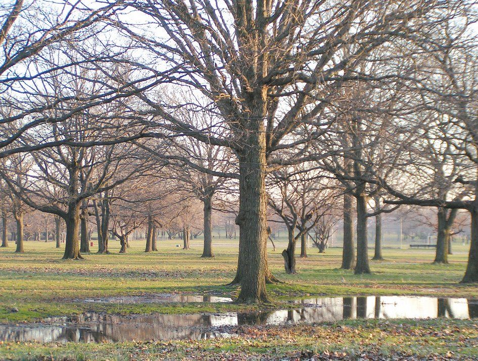 Trees in a park with water.
