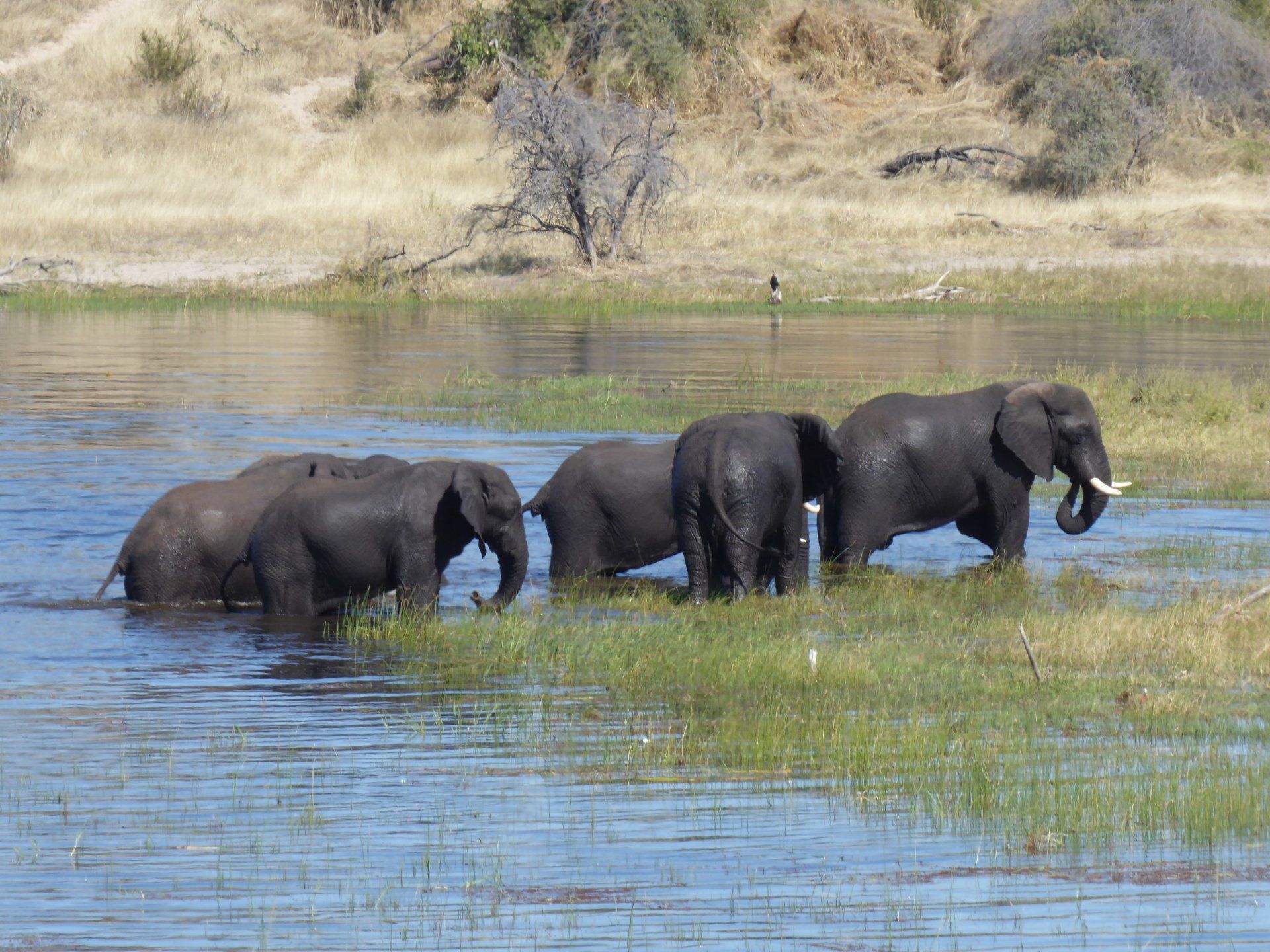 Elefanten am Boteti River