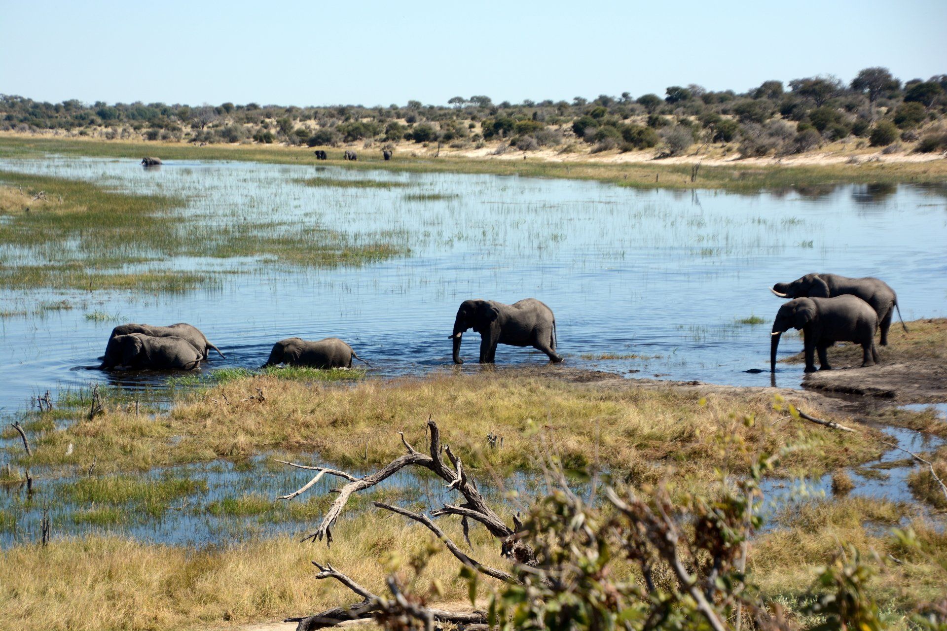 Elefanten am Boteti River