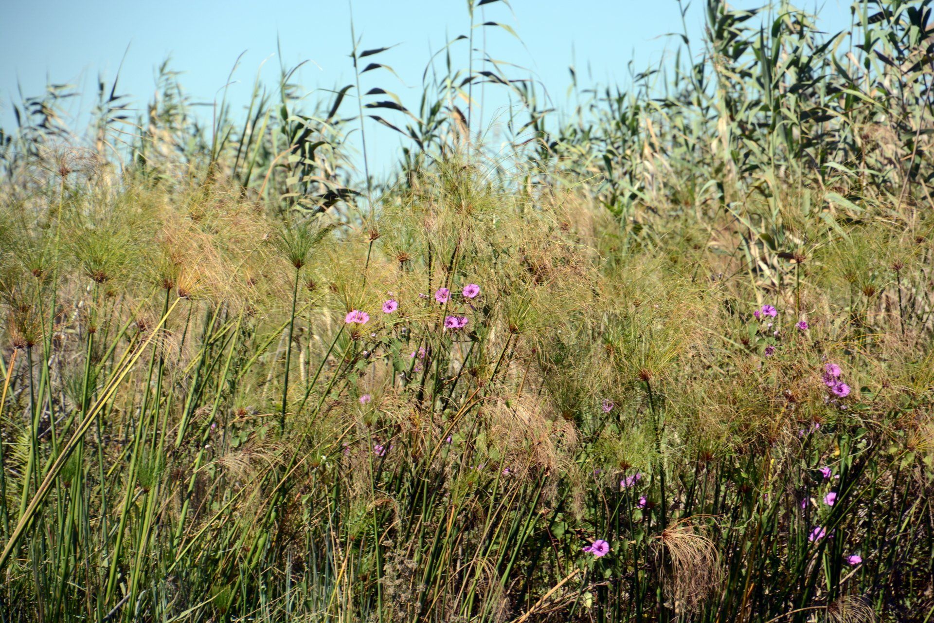 Mavunje Camp Kwando Floodplains