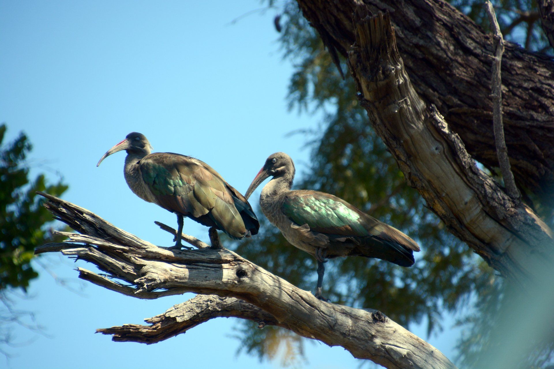 Mavunje Camp Kwando Floodplains