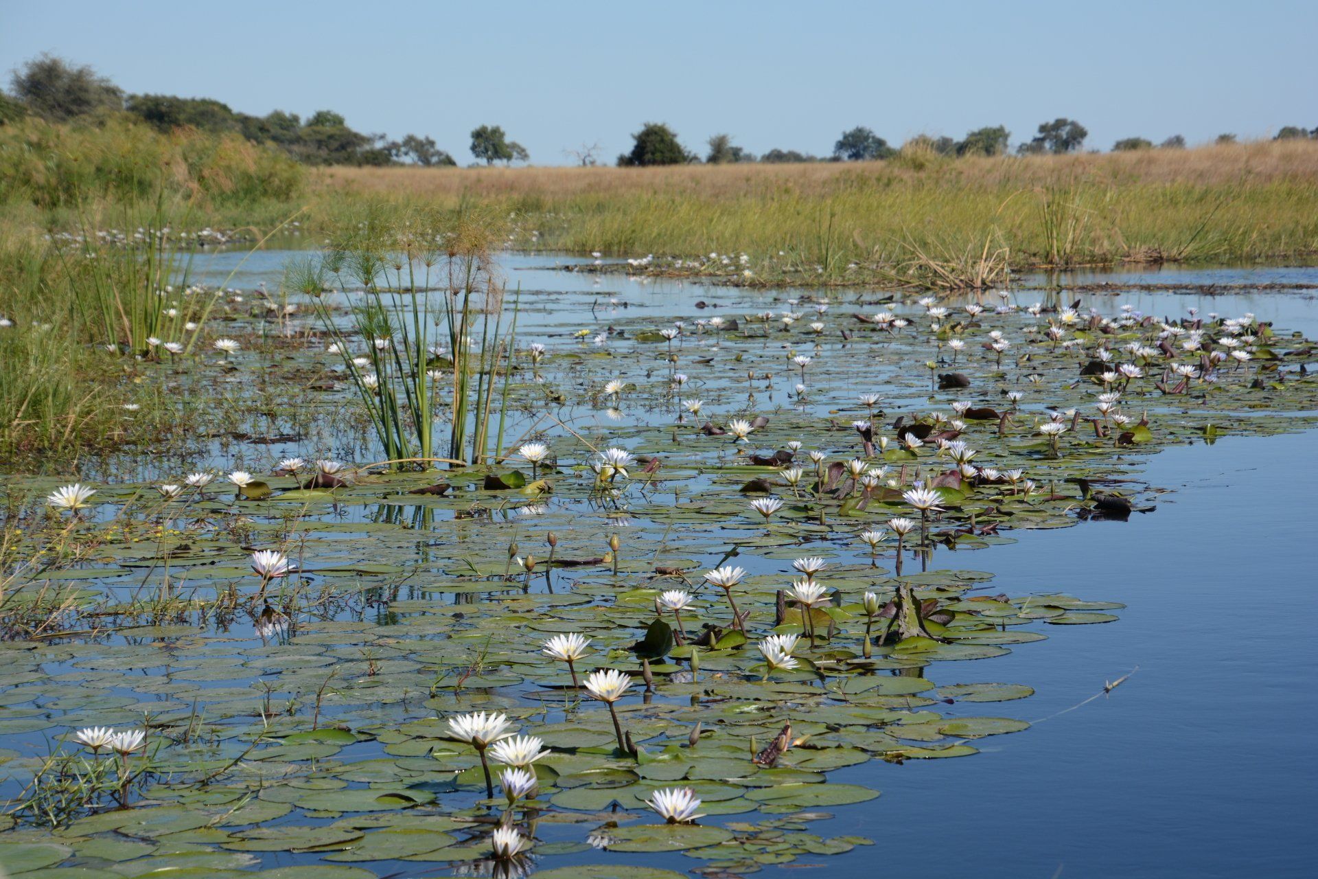 Mavunje Camp Kwando Floodplains