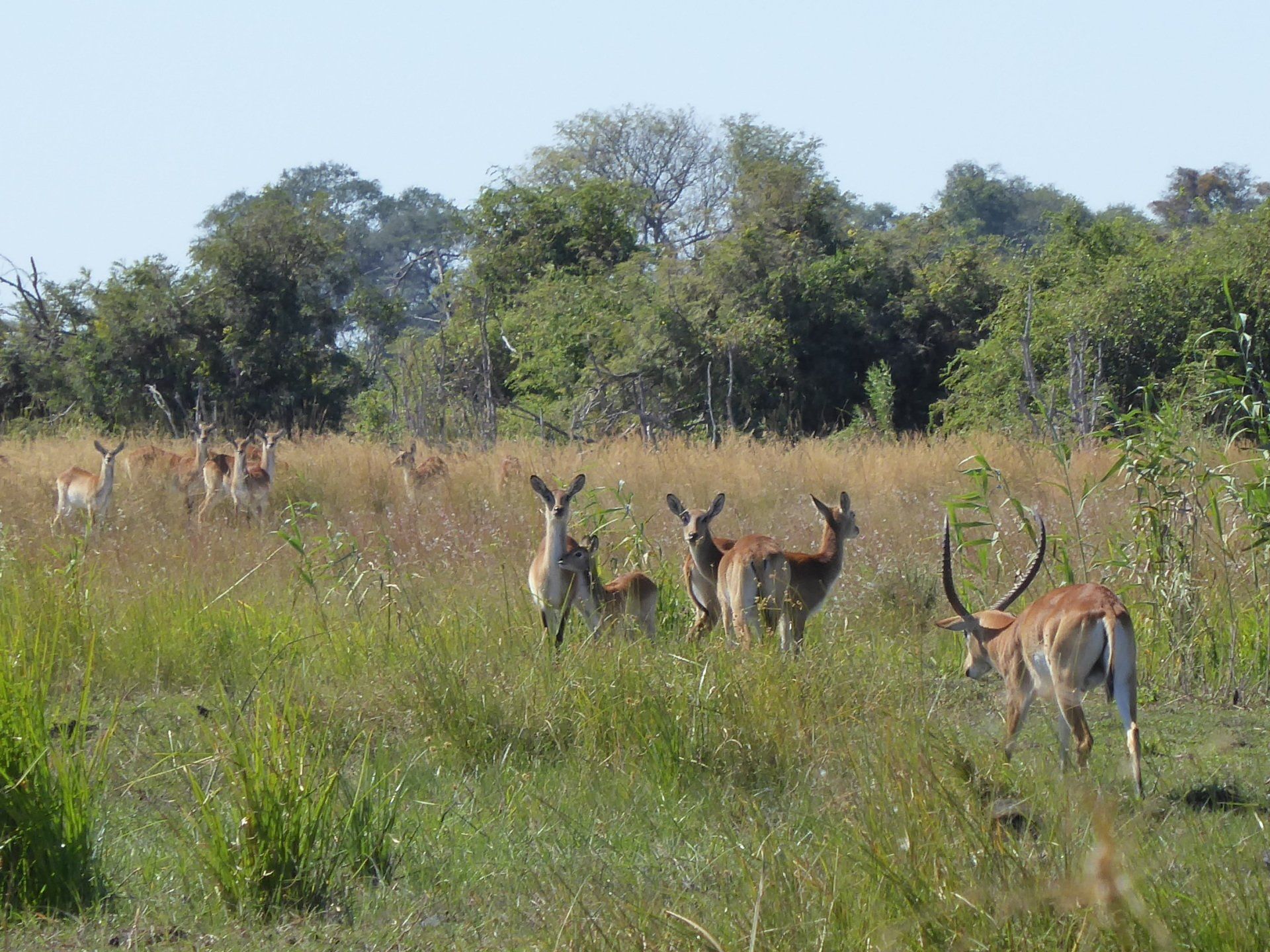 Mavunje Camp Kwando Floodplains