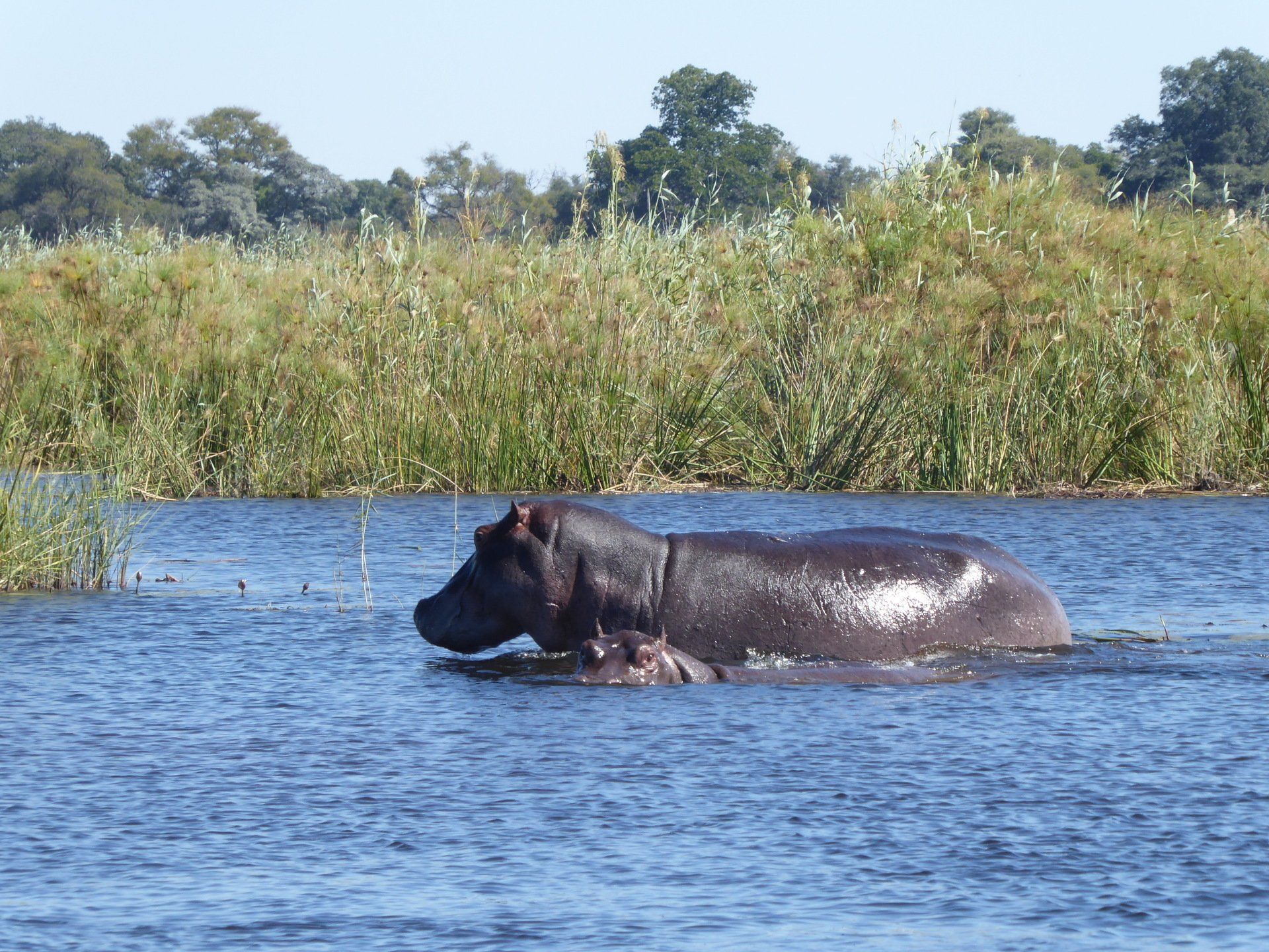 Mavunje Camp Kwando Floodplains