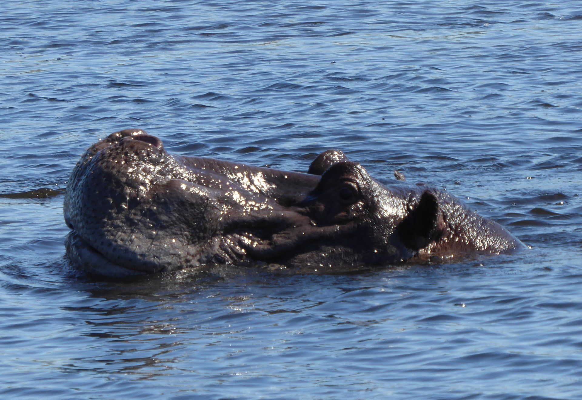 Mavunje Camp Kwando Floodplains
