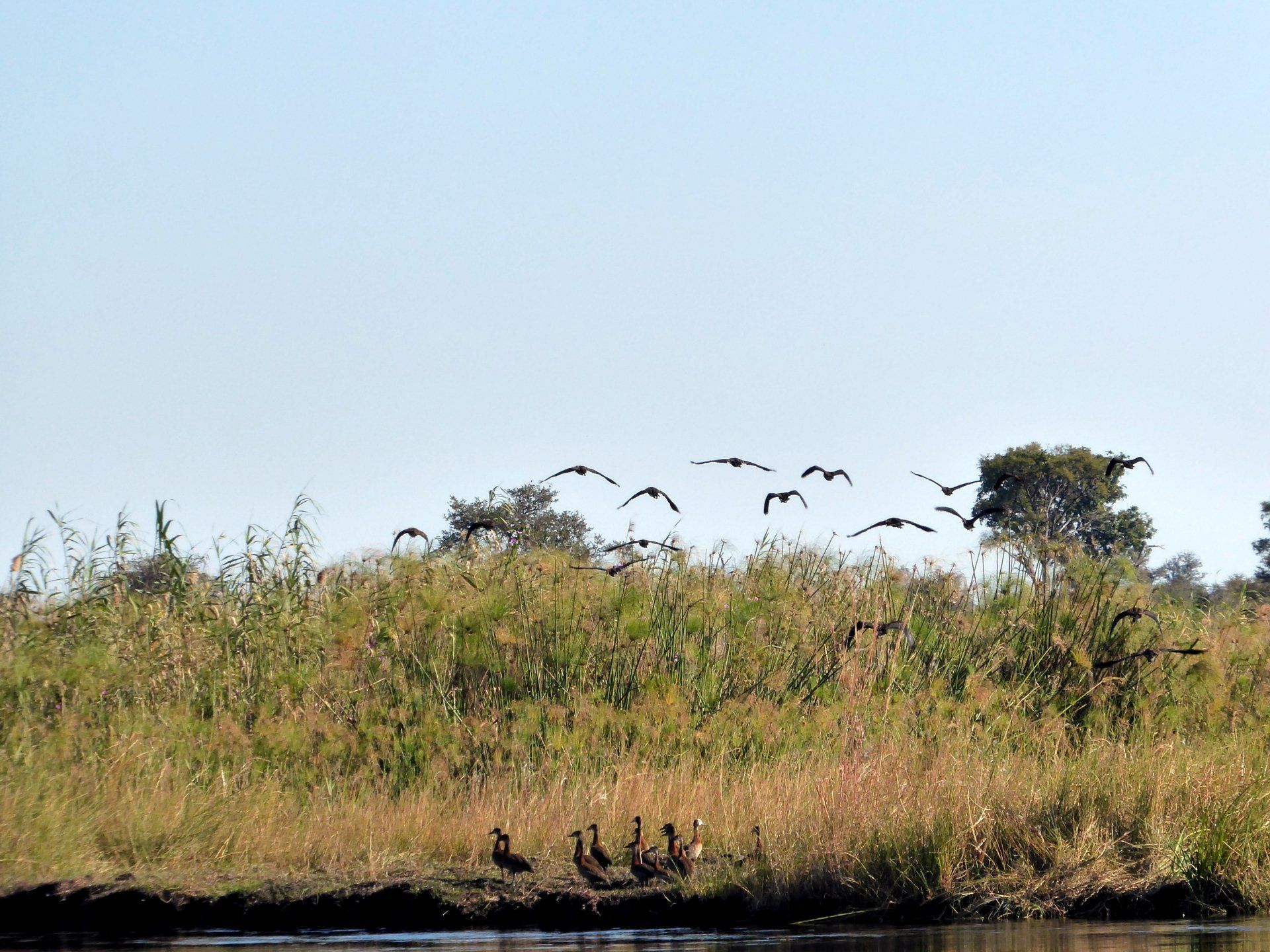 Mavunje Camp Kwando Floodplains