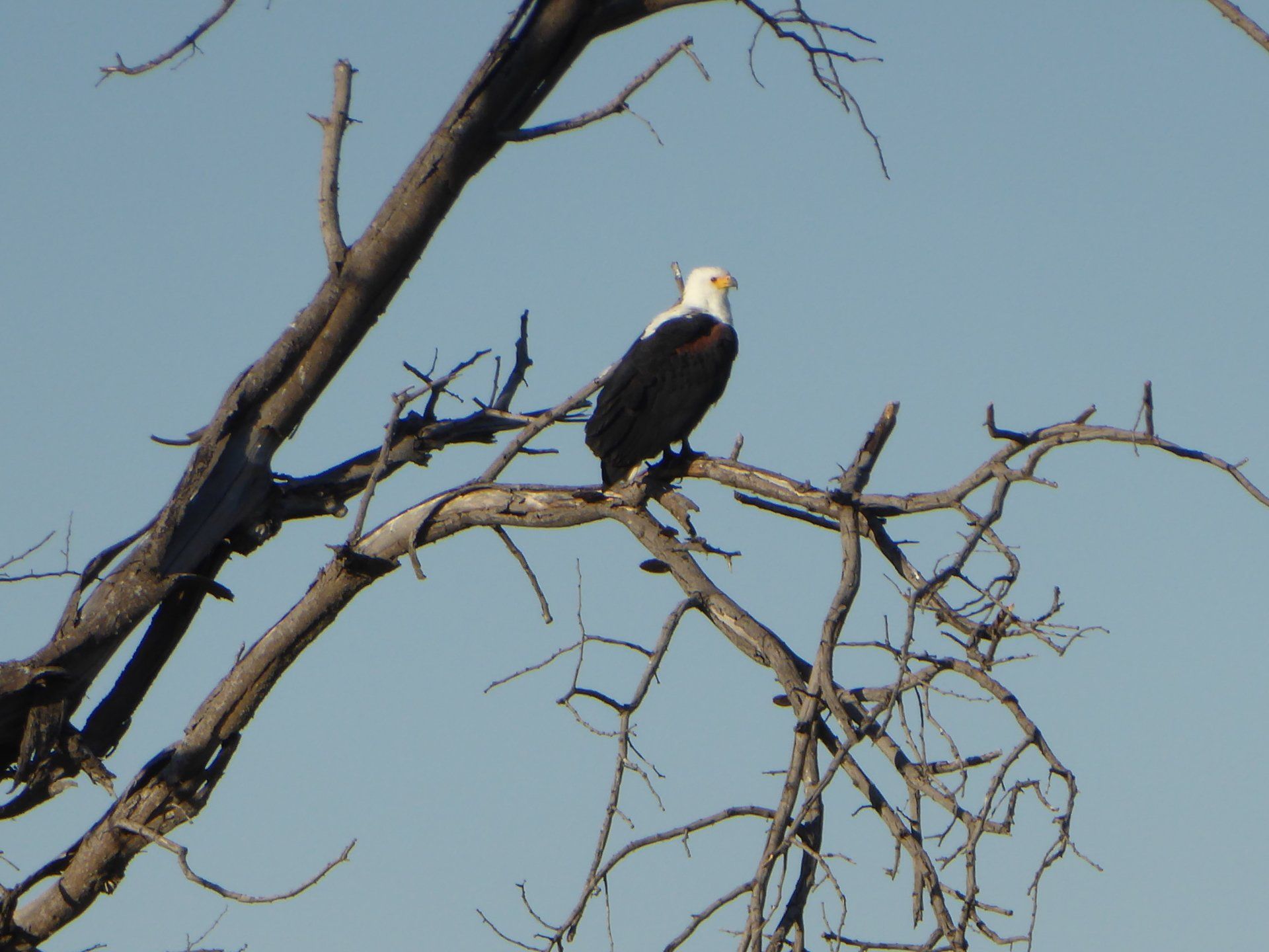 Mavunje Camp Kwando Floodplains